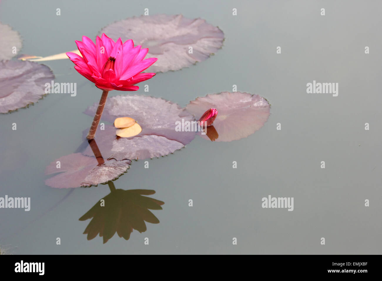 Single lotus flower Stock Photo