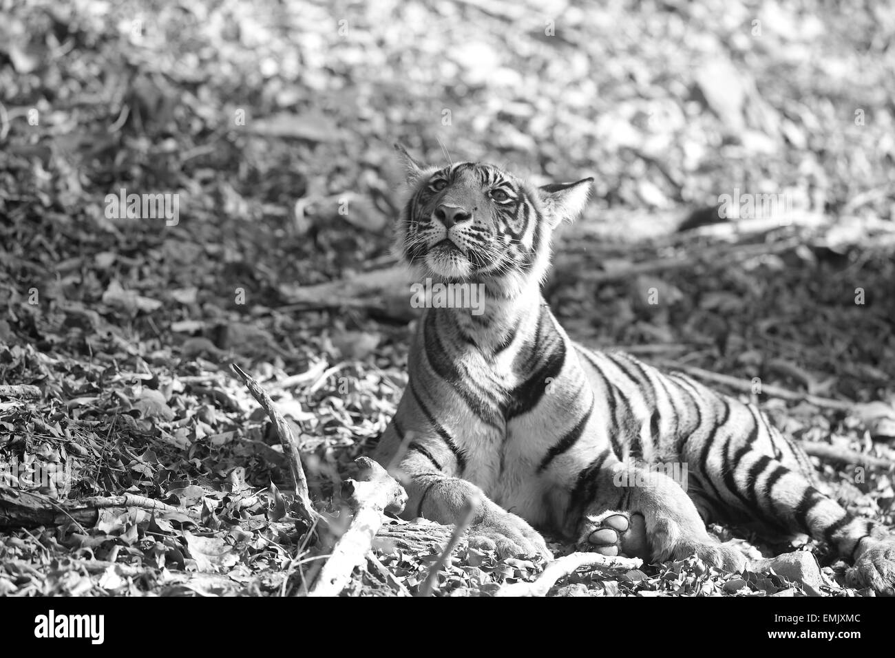 Indian wildlife tiger cub Black and White Stock Photos & Images - Alamy