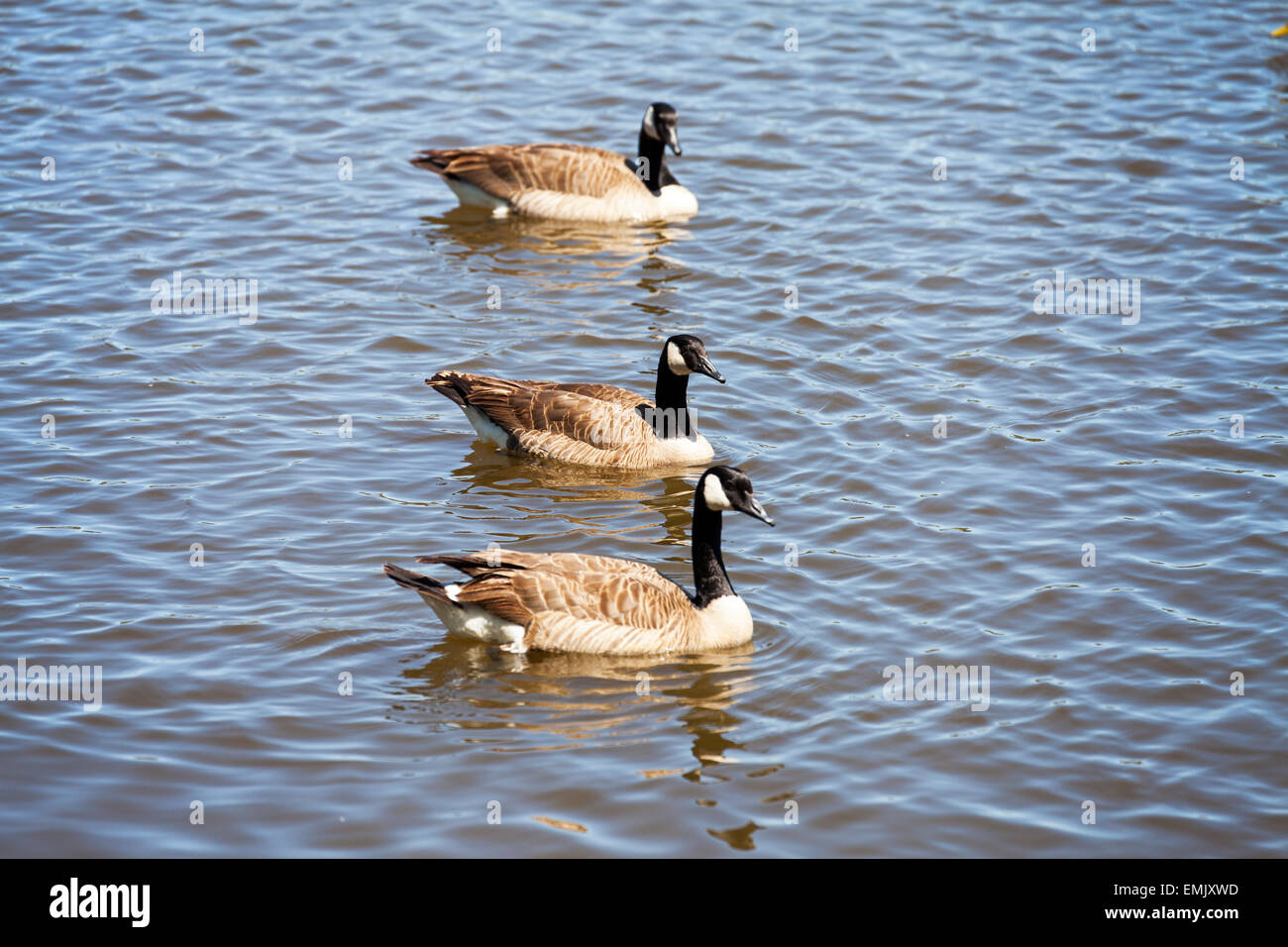 Geese swimming, Scottsdale Pond, Novato, California, USA Stock Photo
