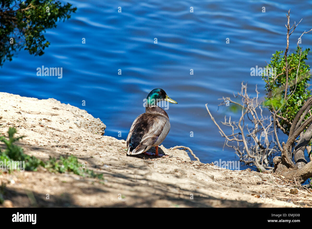 Mallard duck basking in the sun, Novato, California, USA Stock Photo