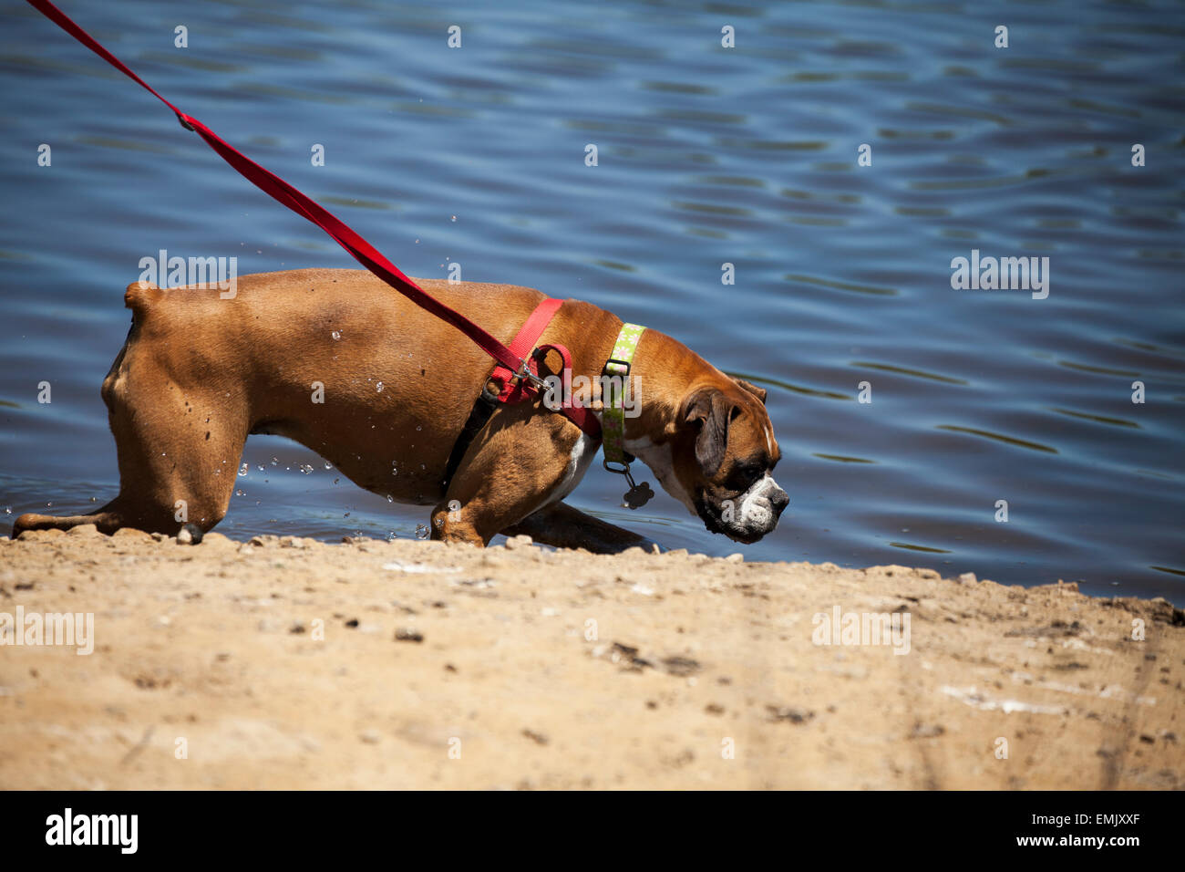 Boxer dog playing in the water, Novato, Marin County, California, USA Stock Photo