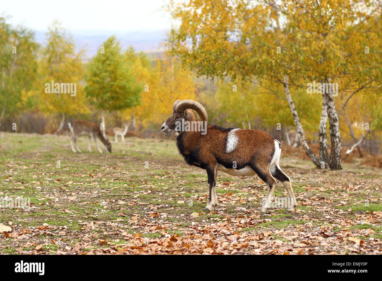 mouflon male standing in a glade in fall season - beautiful autumn forest background Stock Photo