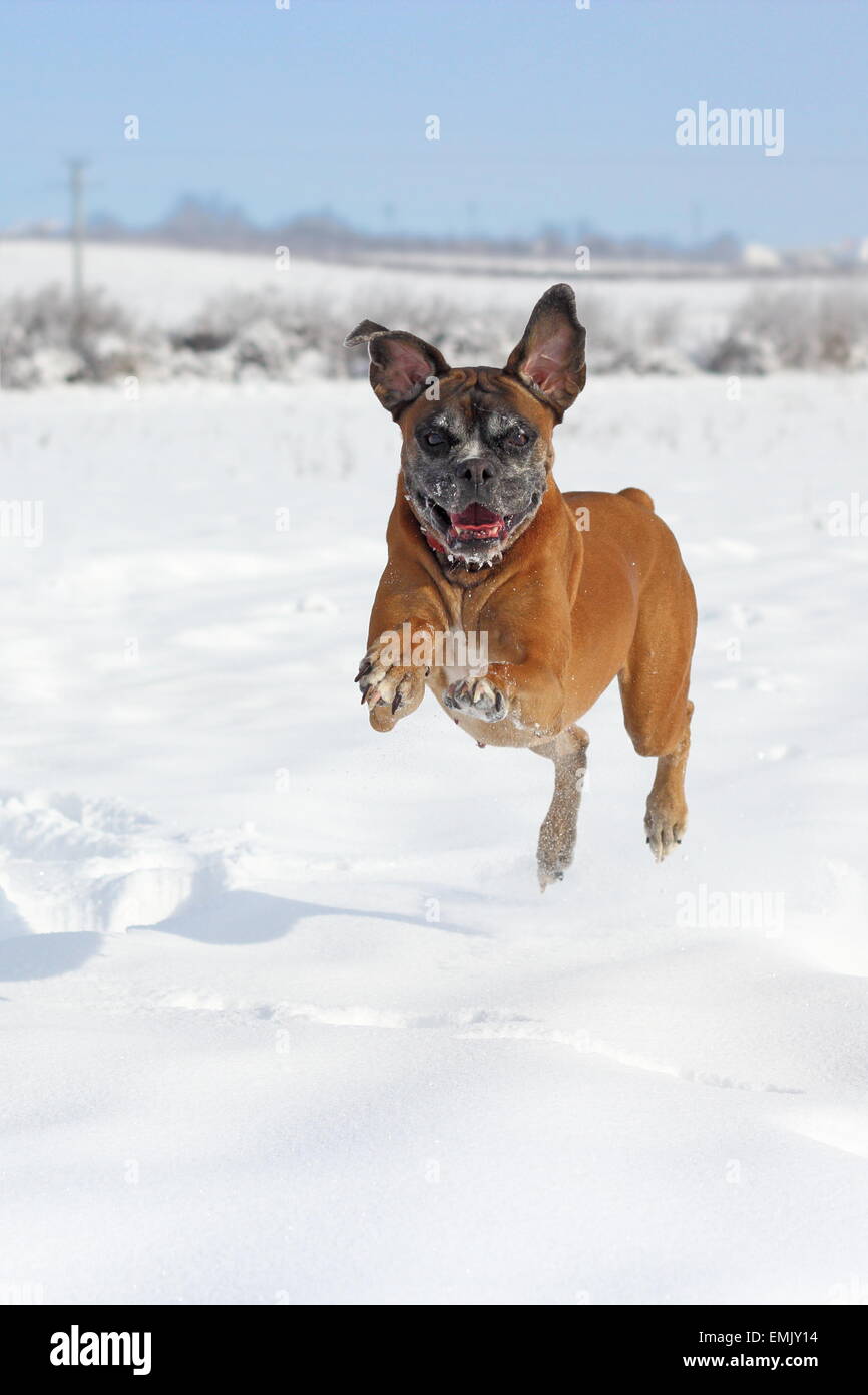 boxer breed running in big snow in a winter day Stock Photo