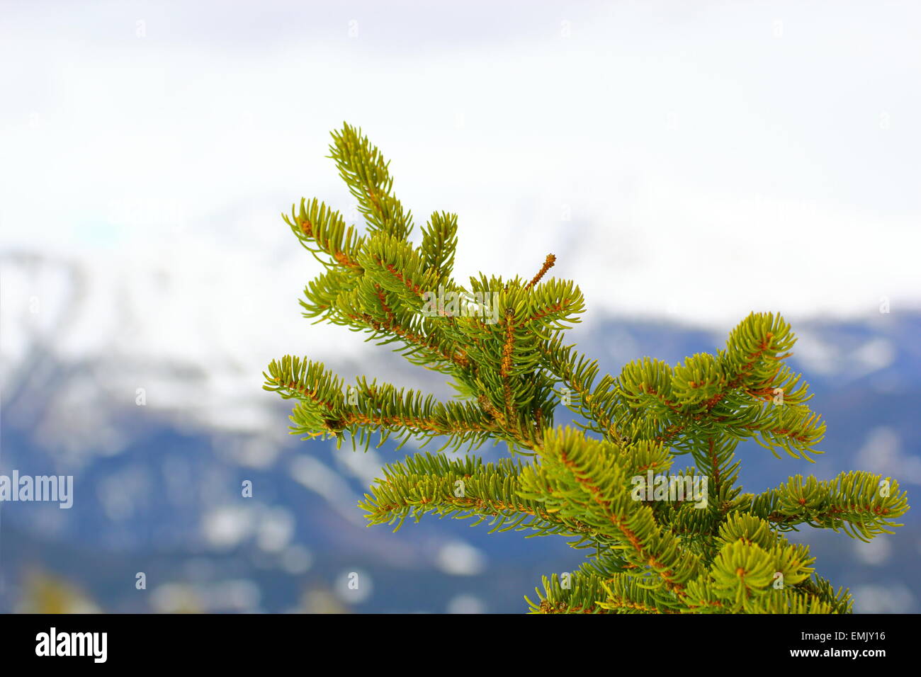 detail of a fir branch in an overcast  winter day Stock Photo