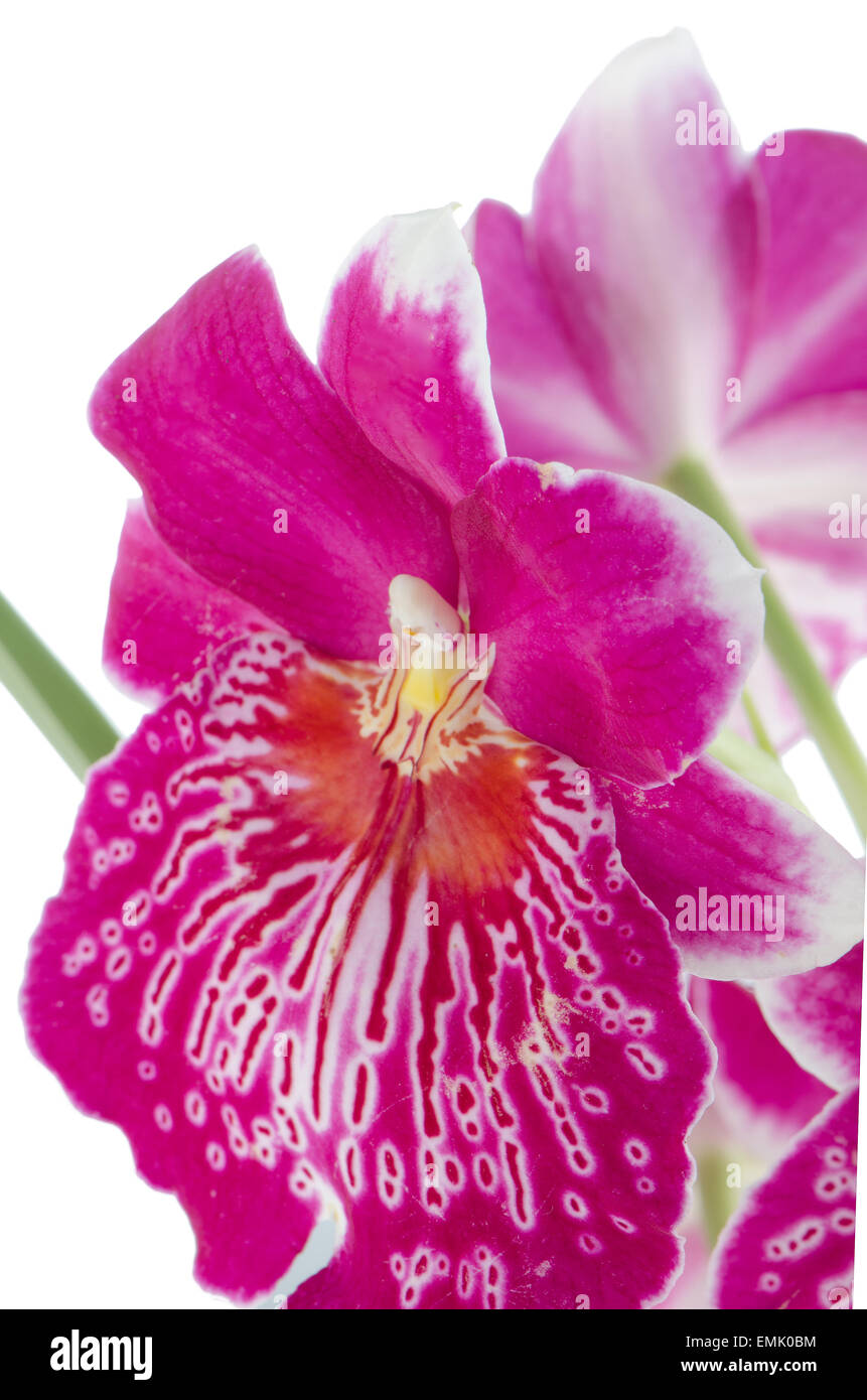 Closeup of beautiful Pansy Orchid - Miltonia Lawless Falls  flowers. Stock Photo