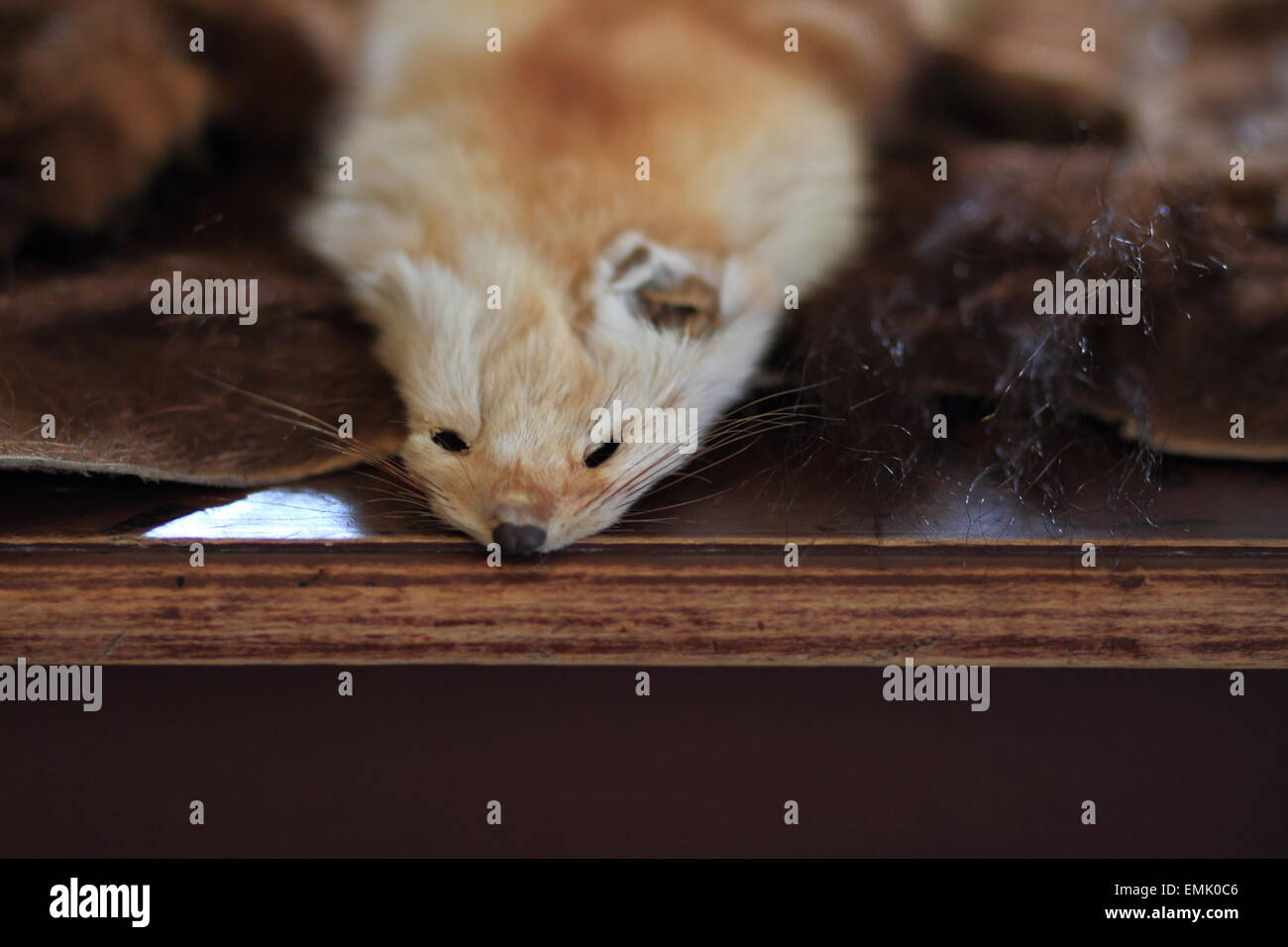 Fur trade history hi-res stock photography and images - Alamy