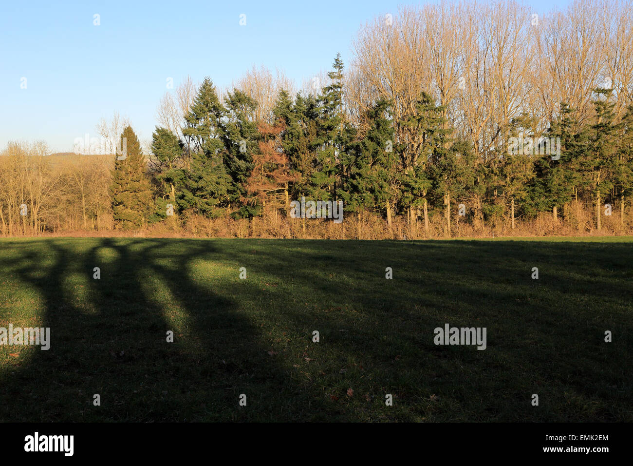 Long shadows across field towards trees outside Brabourne Lees, Ashford
