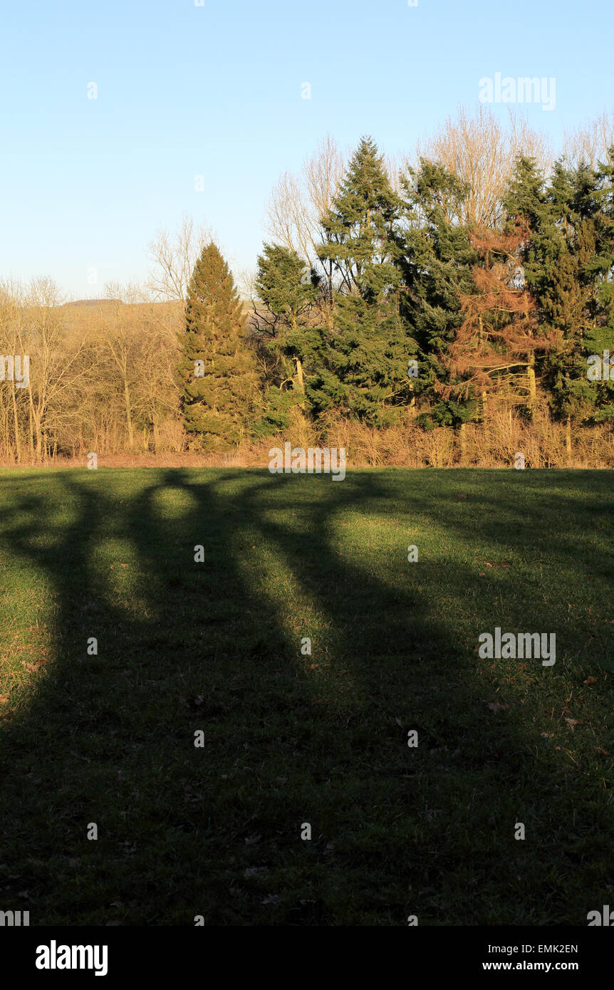 Long shadows across field towards trees outside Brabourne Lees, Ashford