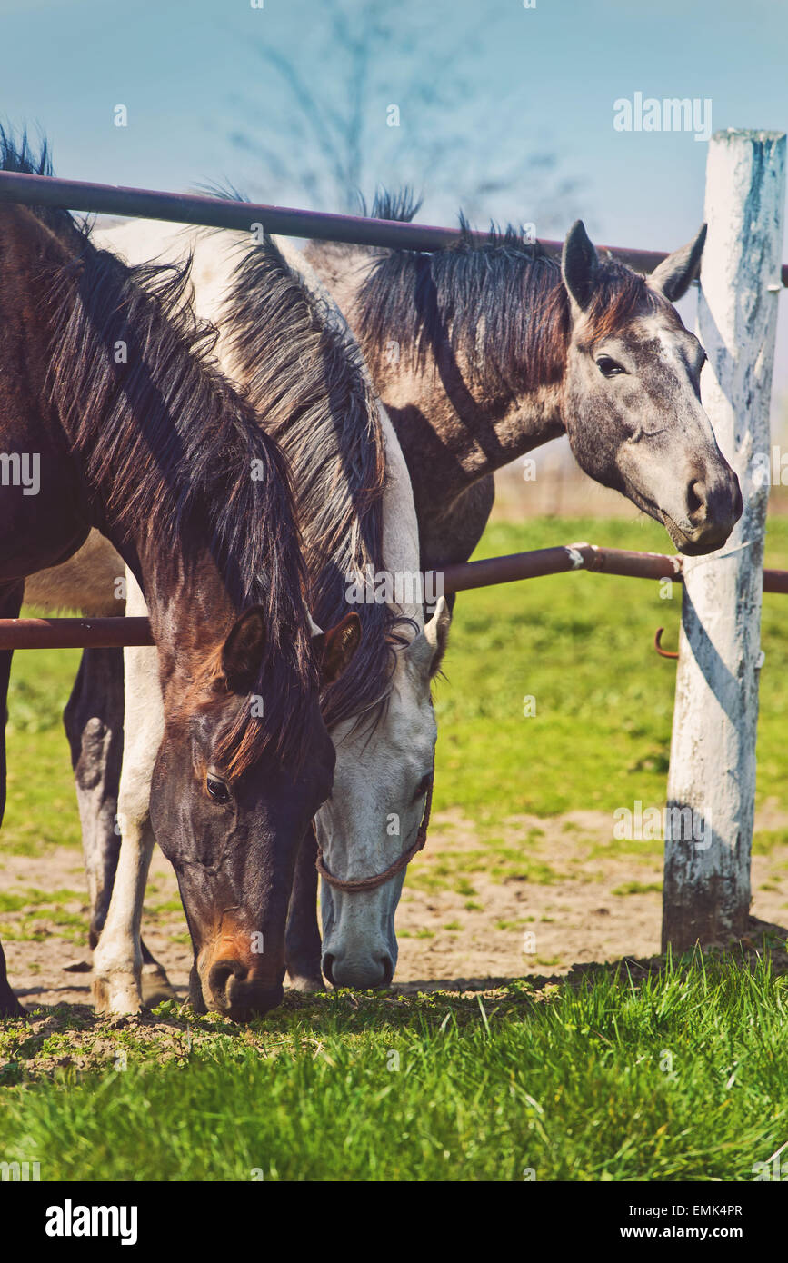 Herd of Beautiful Young Horses Graze on the Farm Ranch, Animals on Summer Pasture Stock Photo