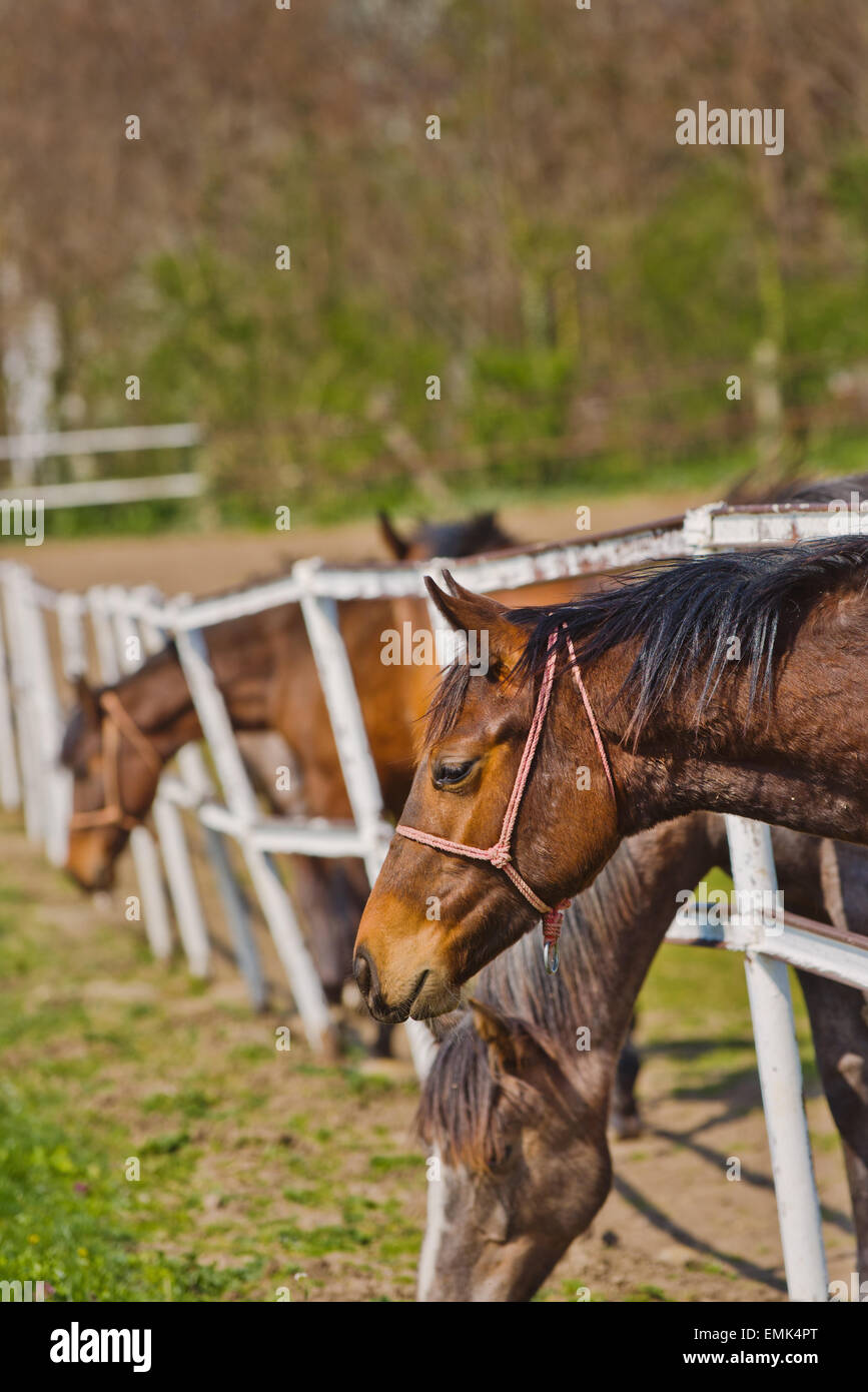 Herd of Beautiful Young Horses Graze on the Farm Ranch, Animals on Summer Pasture Stock Photo