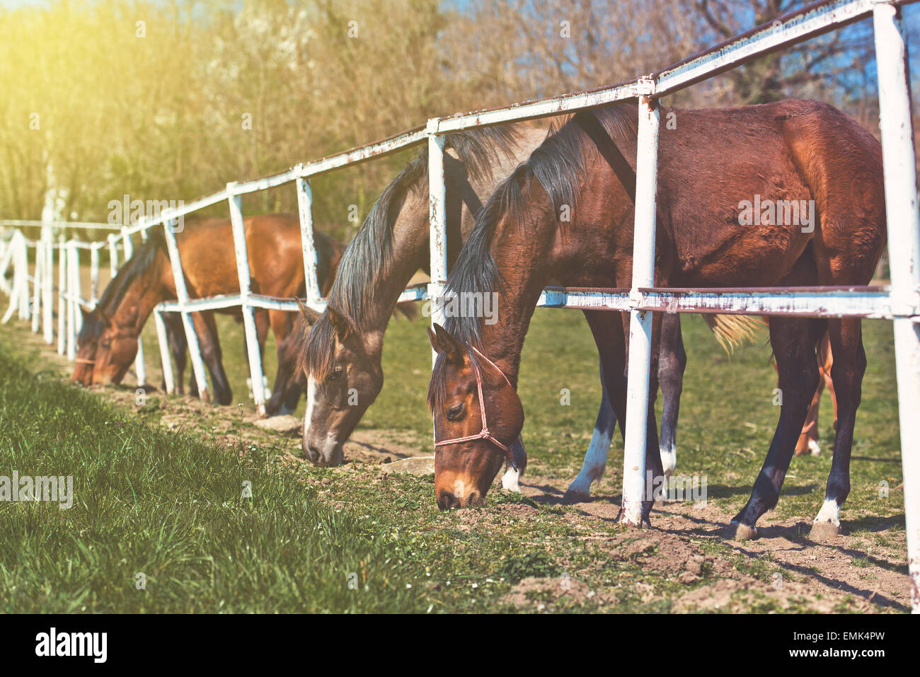 Herd of Beautiful Young Horses Graze on the Farm Ranch, Animals on Summer Pasture Stock Photo