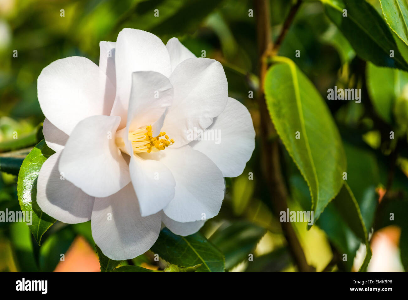 Japanese camellia (Camellia japonica) blooming, white blossom Stock Photo