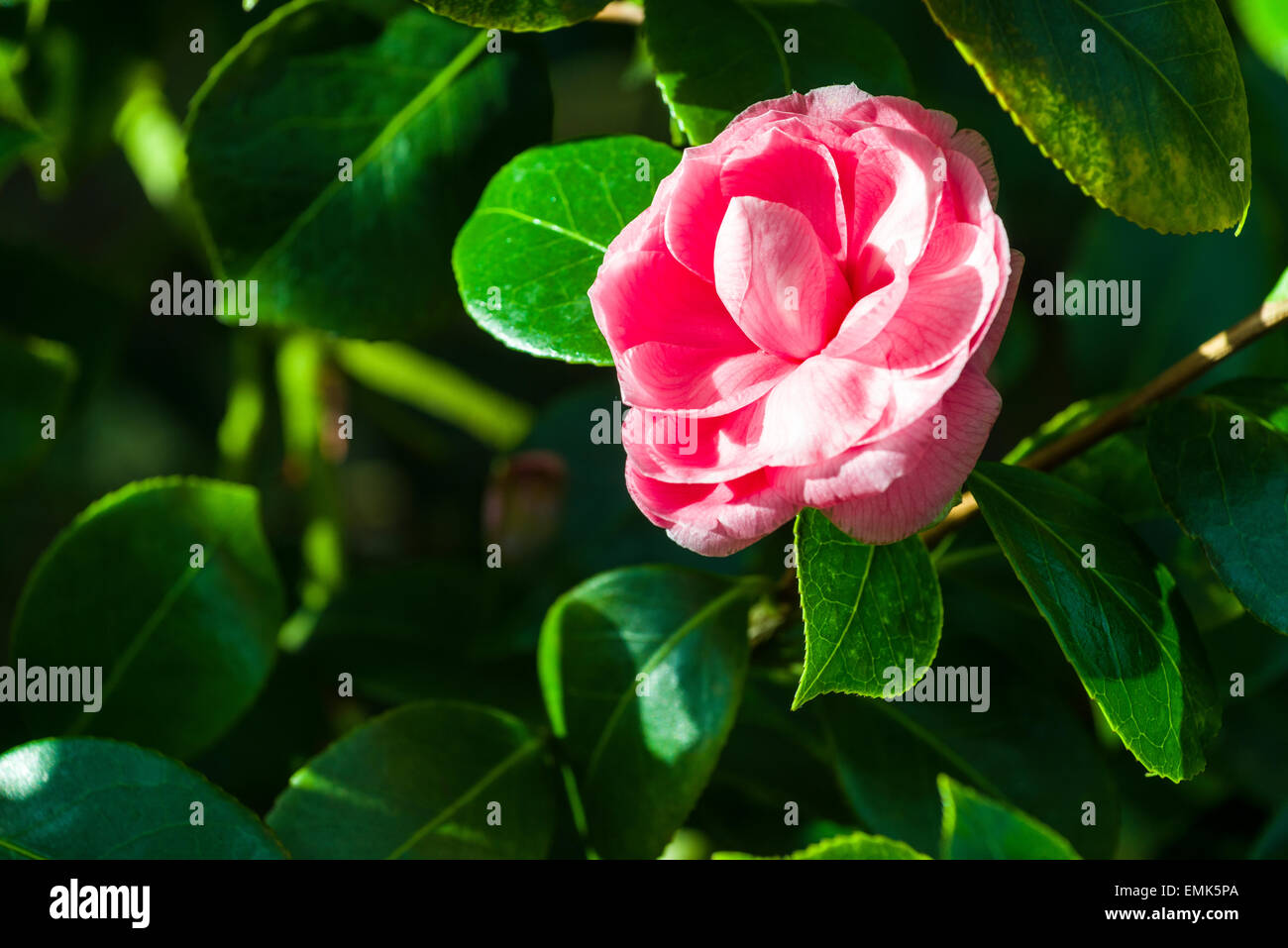 Japanese camellia (Camellia japonica) blooming, red blossom Stock Photo