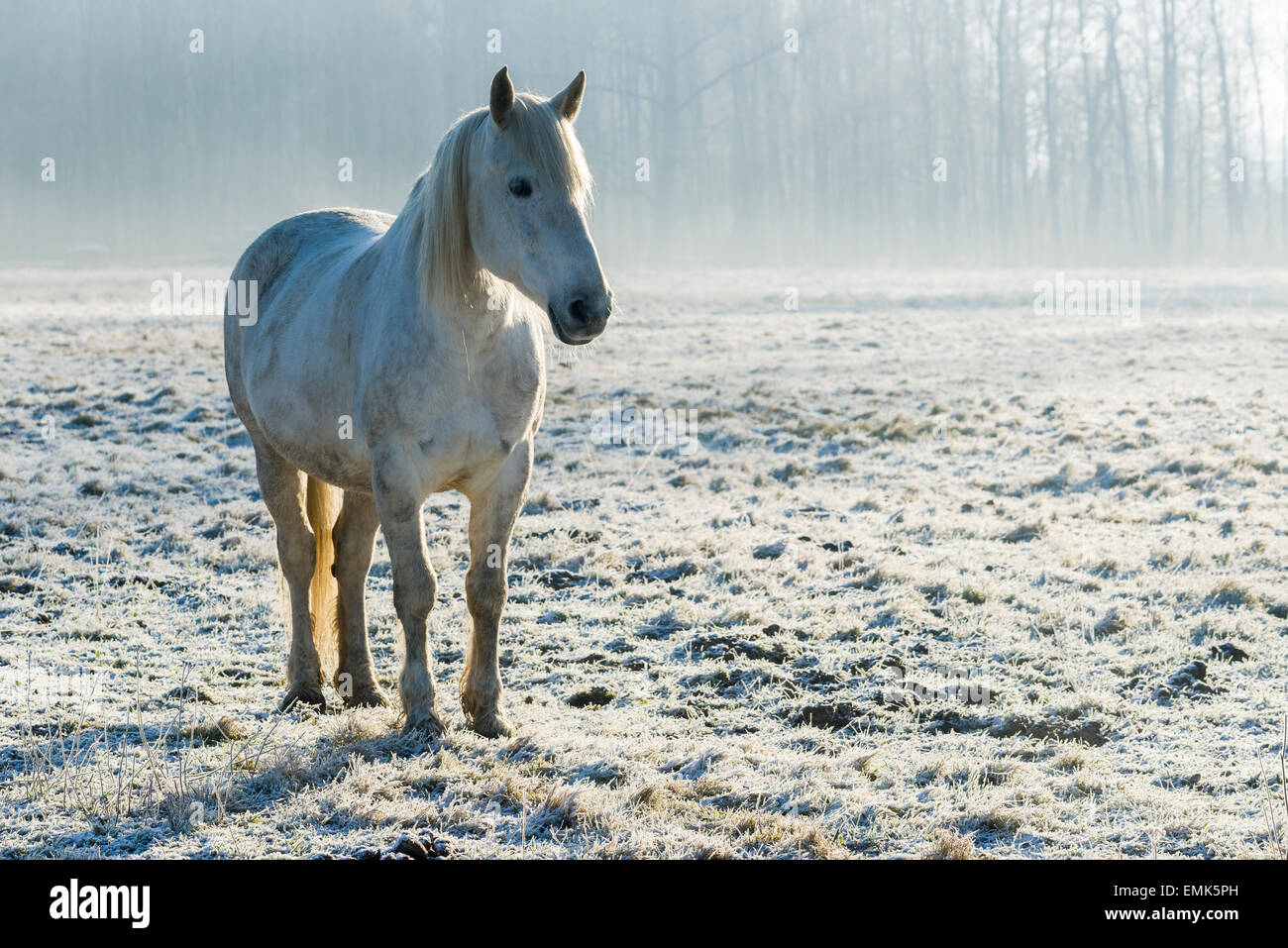 A white horse standing on a white hoarfrost-covered meadow, Leppersdorf, Saxony, Germany Stock Photo