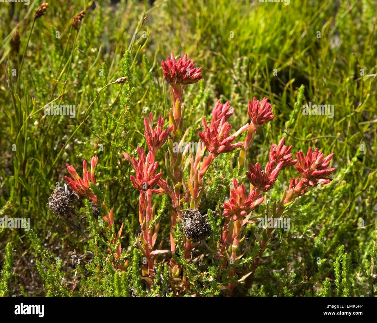 Crassula fascicularis succulent plant, Cape Region, South Africa Stock Photo