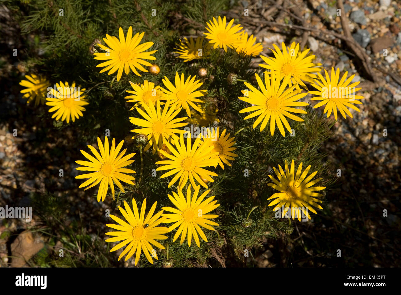 Yellow Daisy (Euryops abrotanifolius), Cape Region, South Africa Stock Photo