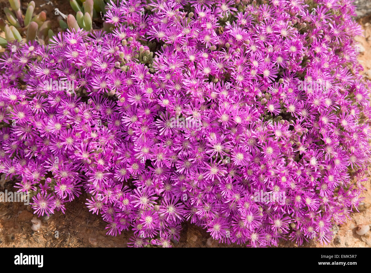 Hairy Dewflower (Drosanthemum hispidum), Namaqualand, South Africa Stock Photo