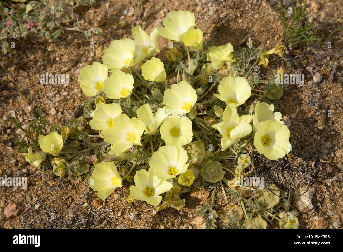 Grielum humifusum, Namaqualand, South Africa Stock Photo