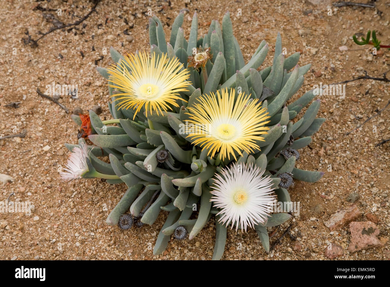 Ice Plants (Cheiridopsis denticulata), Namaqualand, South Africa Stock Photo