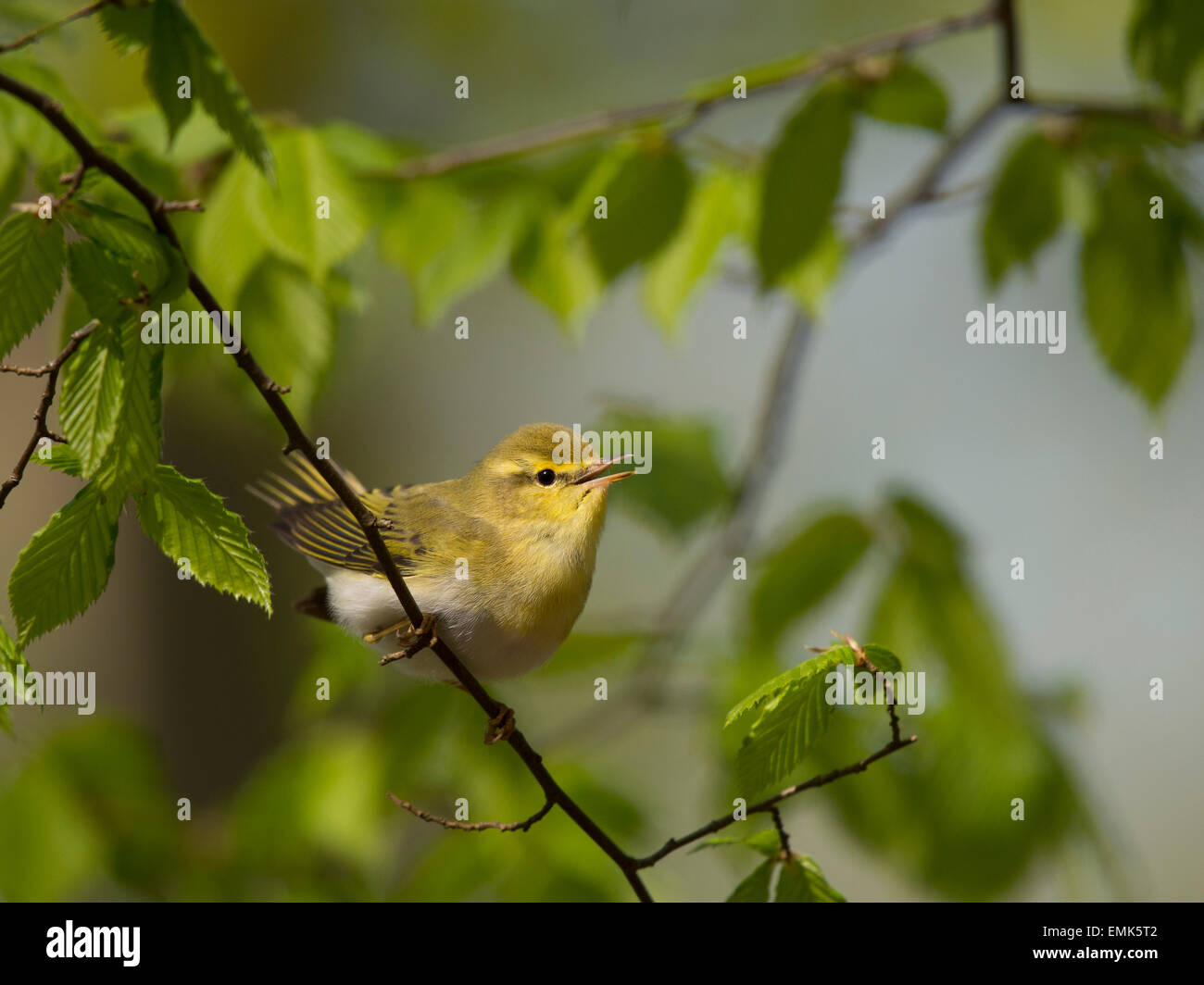 Wood Warbler (Phylloscopus sibilatrix), Rhineland-Palatinate, Germany Stock Photo
