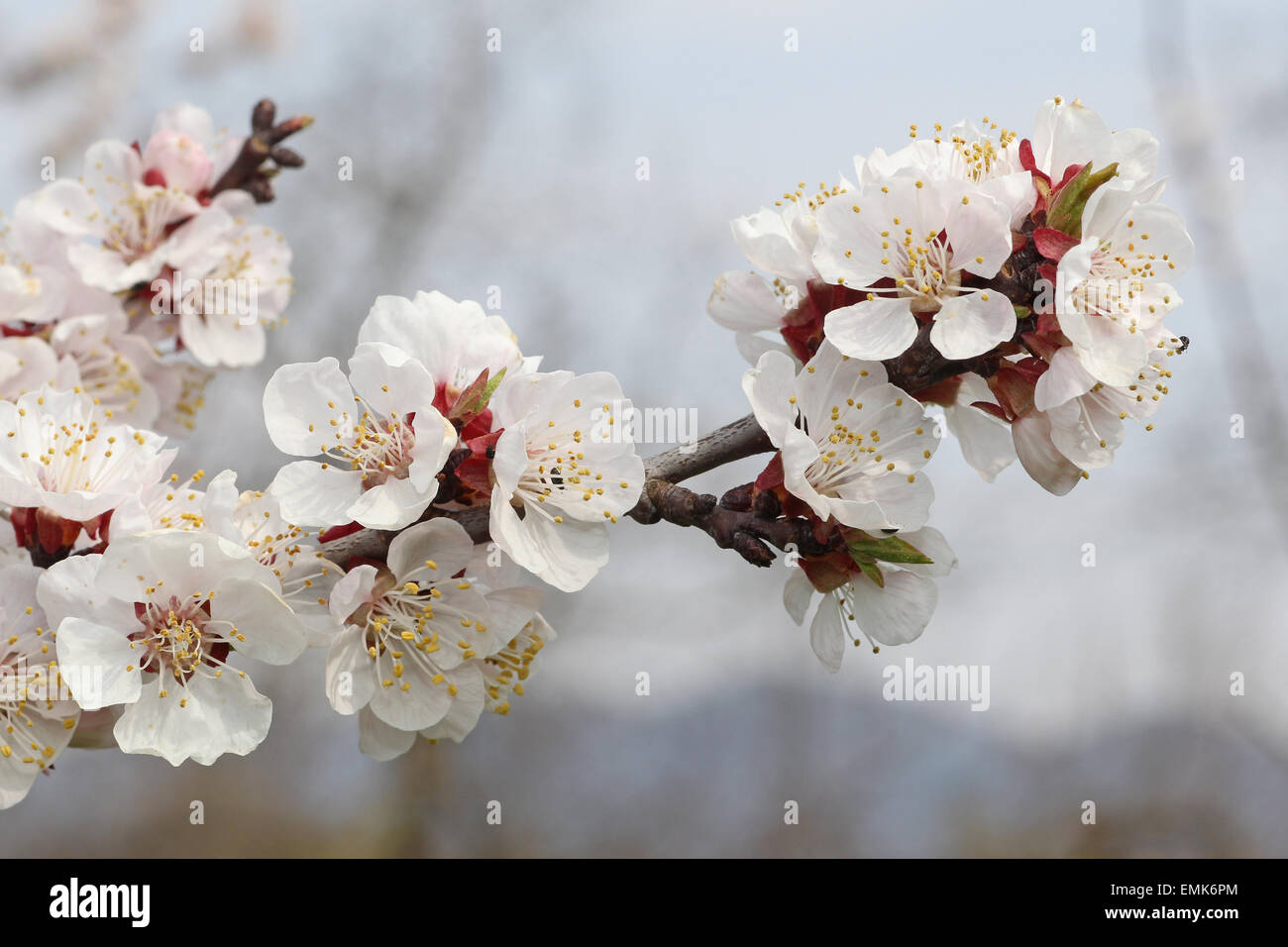 Flowering apricot tree (Prunus armeniaca), blossom, Wachau, Lower Austria, Austria Stock Photo