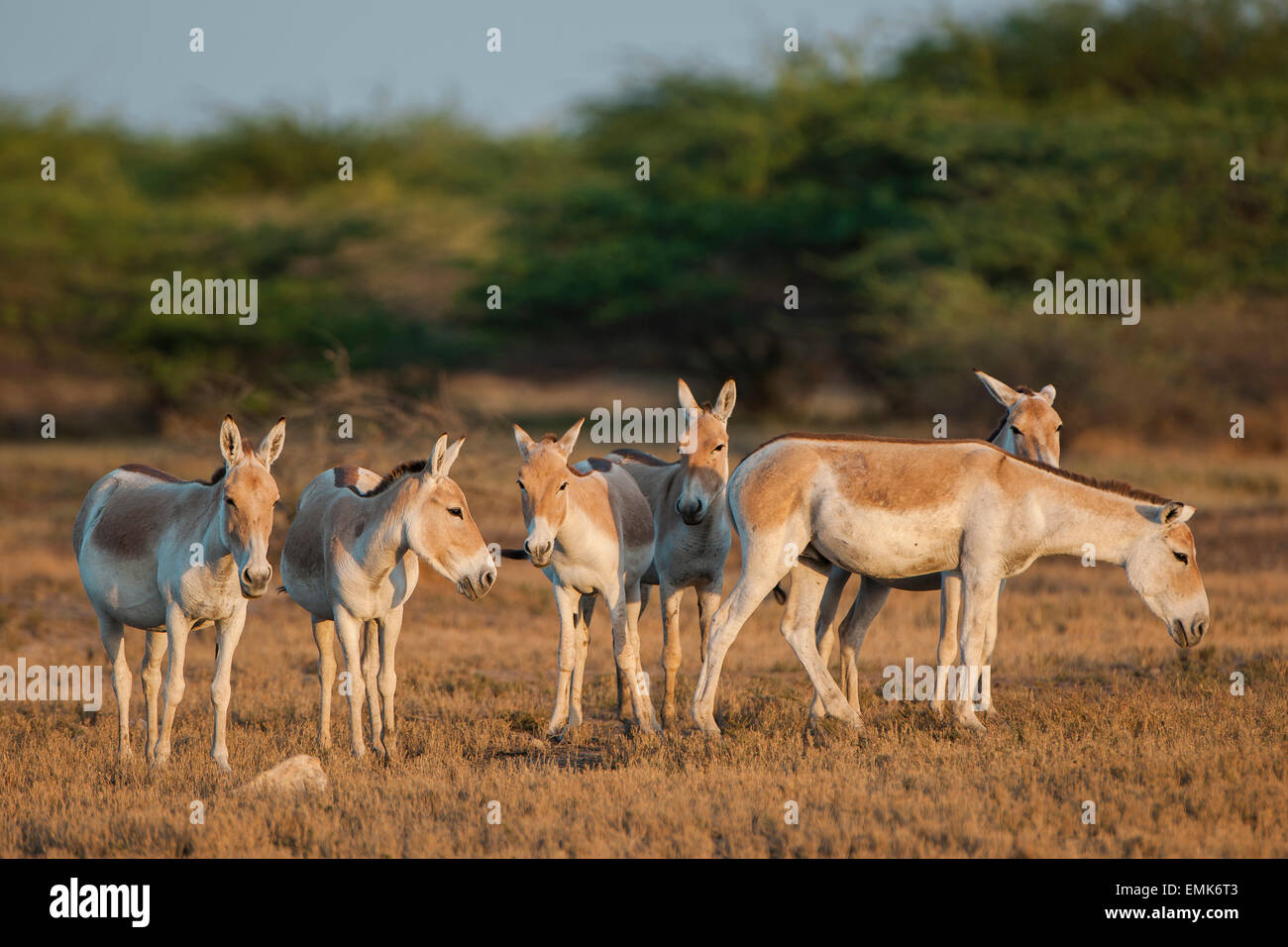 Onagers or Asiatic wild asses (Equus hemionus), endangered species, Little  Rann of Kutch, Gujarat, India Stock Photo - Alamy