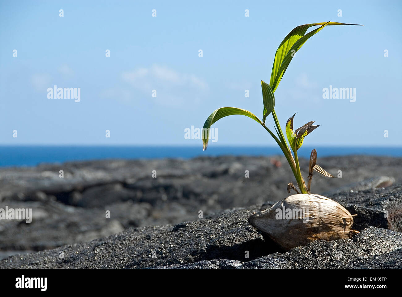 Small palm tree growing out of a coconut, Big Island, Hawaii Stock