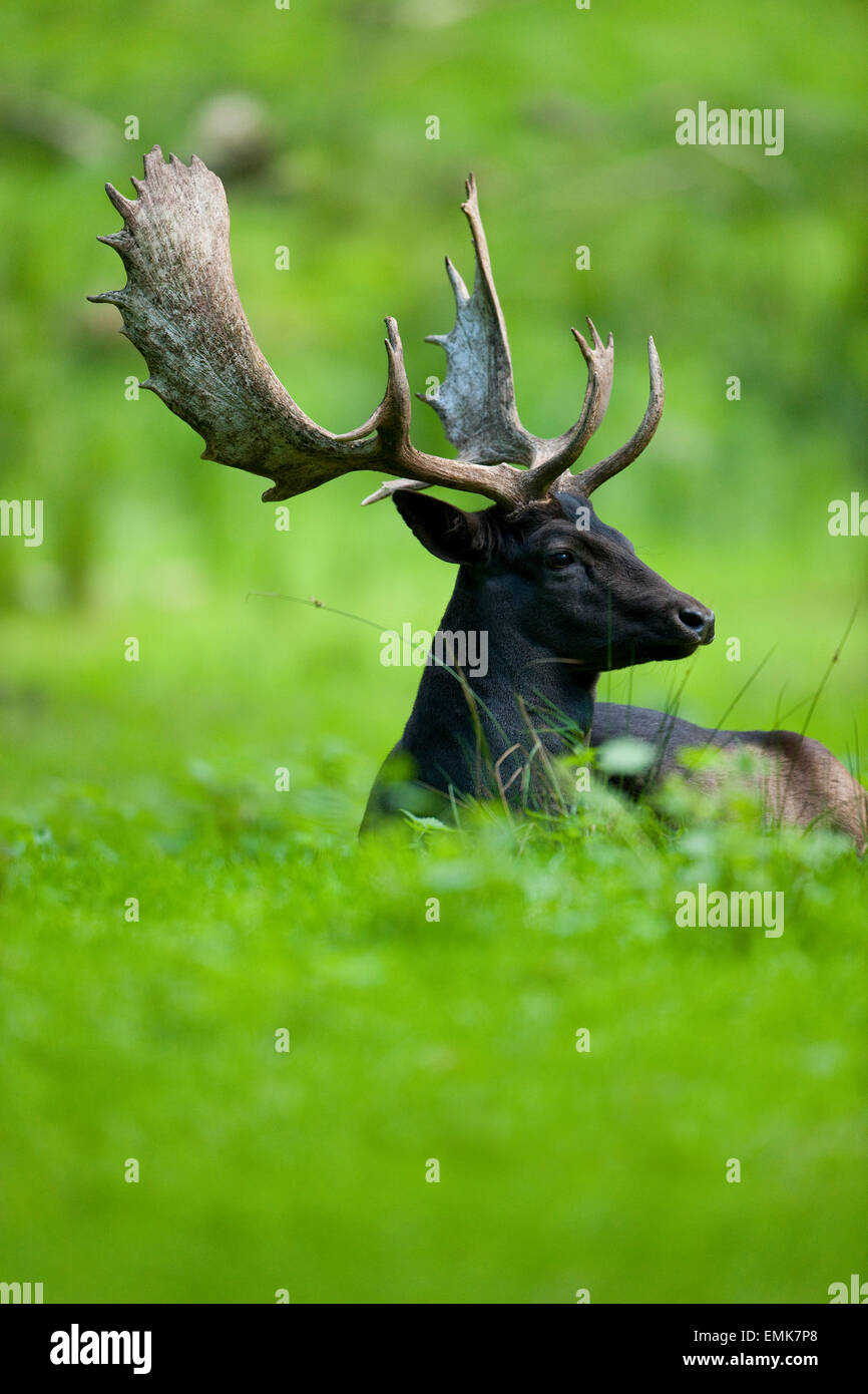 Fallow Deer (Dama dama), dark colour variant, lying in a meadow, captive, Lower Saxony, Germany Stock Photo