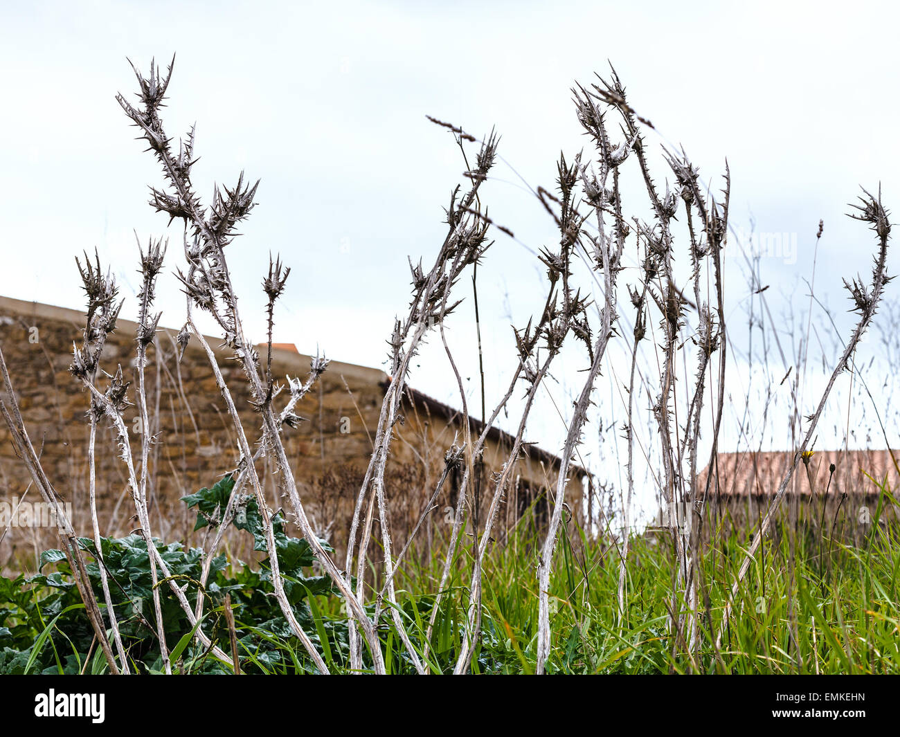 dried thornbush close up in abandoned garden in spring, Sicily, Italy Stock Photo