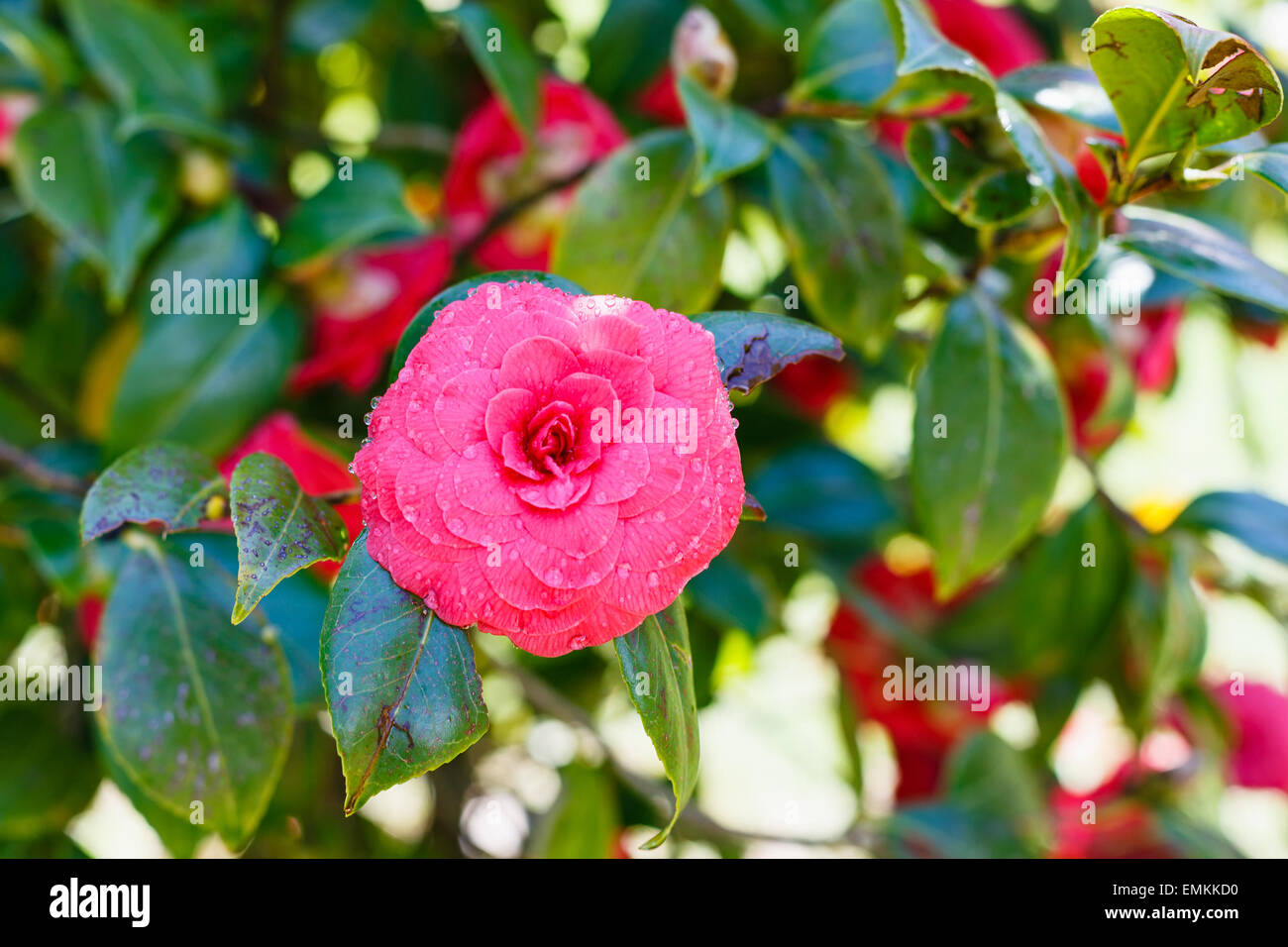 pink bloom of camellia bush after spring rain, Sicily Stock Photo Alamy