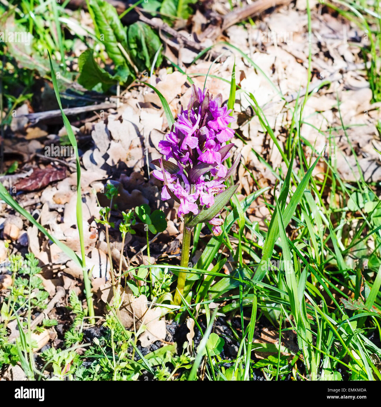 Spring bloom in sicily hi-res stock photography and images - Alamy