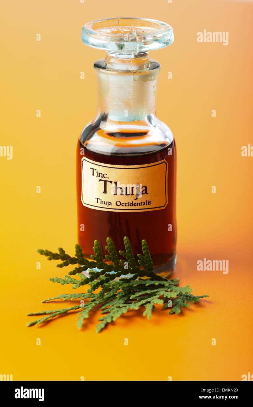 Thuja Occidentalis plant extract and mother tincture in bottle Stock Photo