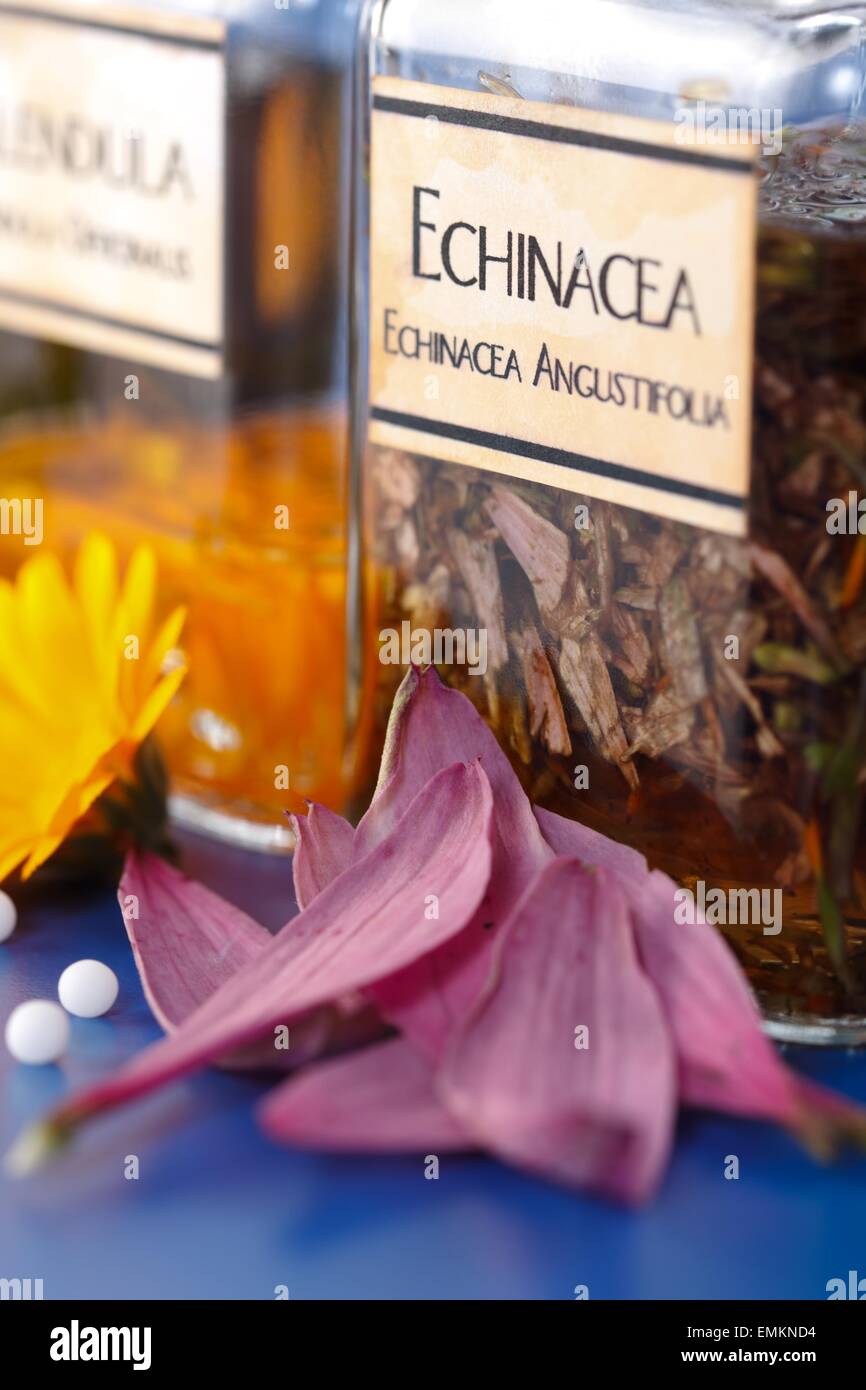 Close view of Echinacea Angustifolia plant extract and the flower petals in front Stock Photo
