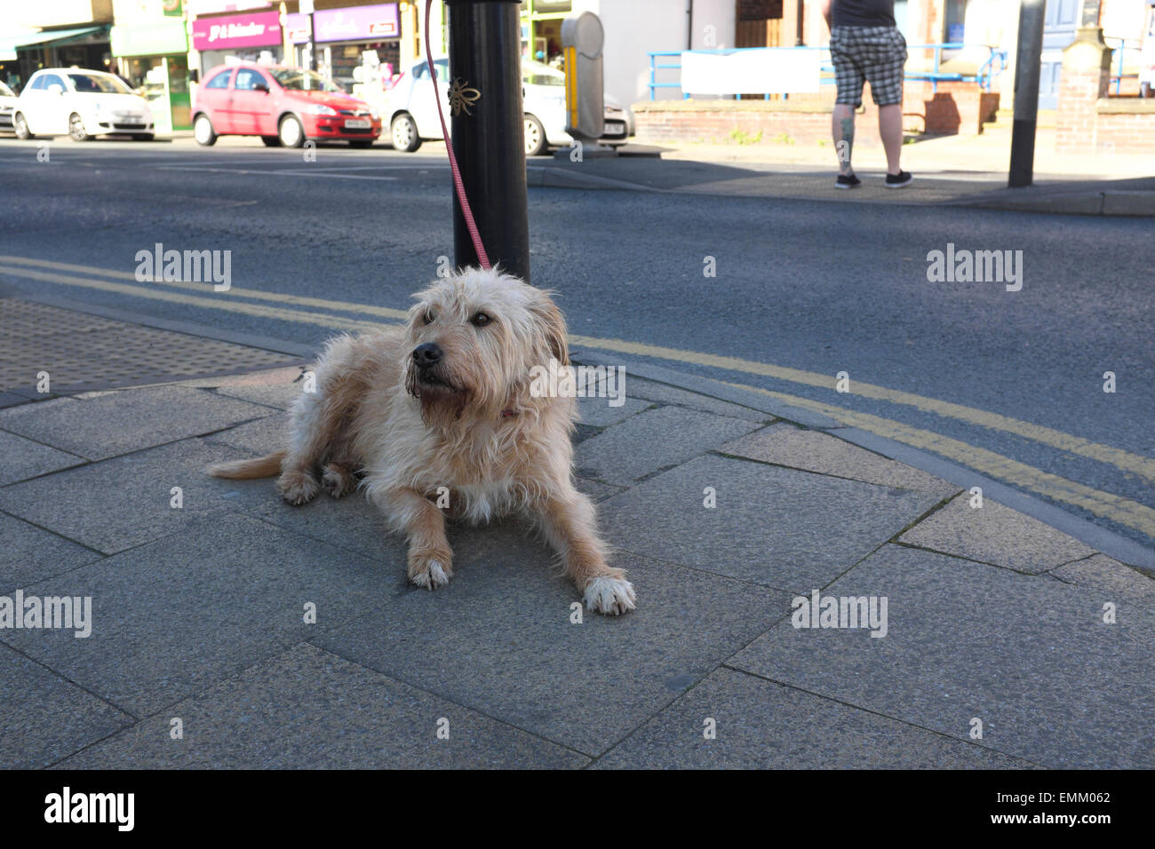 a dog is tied up outside a shop waiting for its owner Stock Photo Alamy