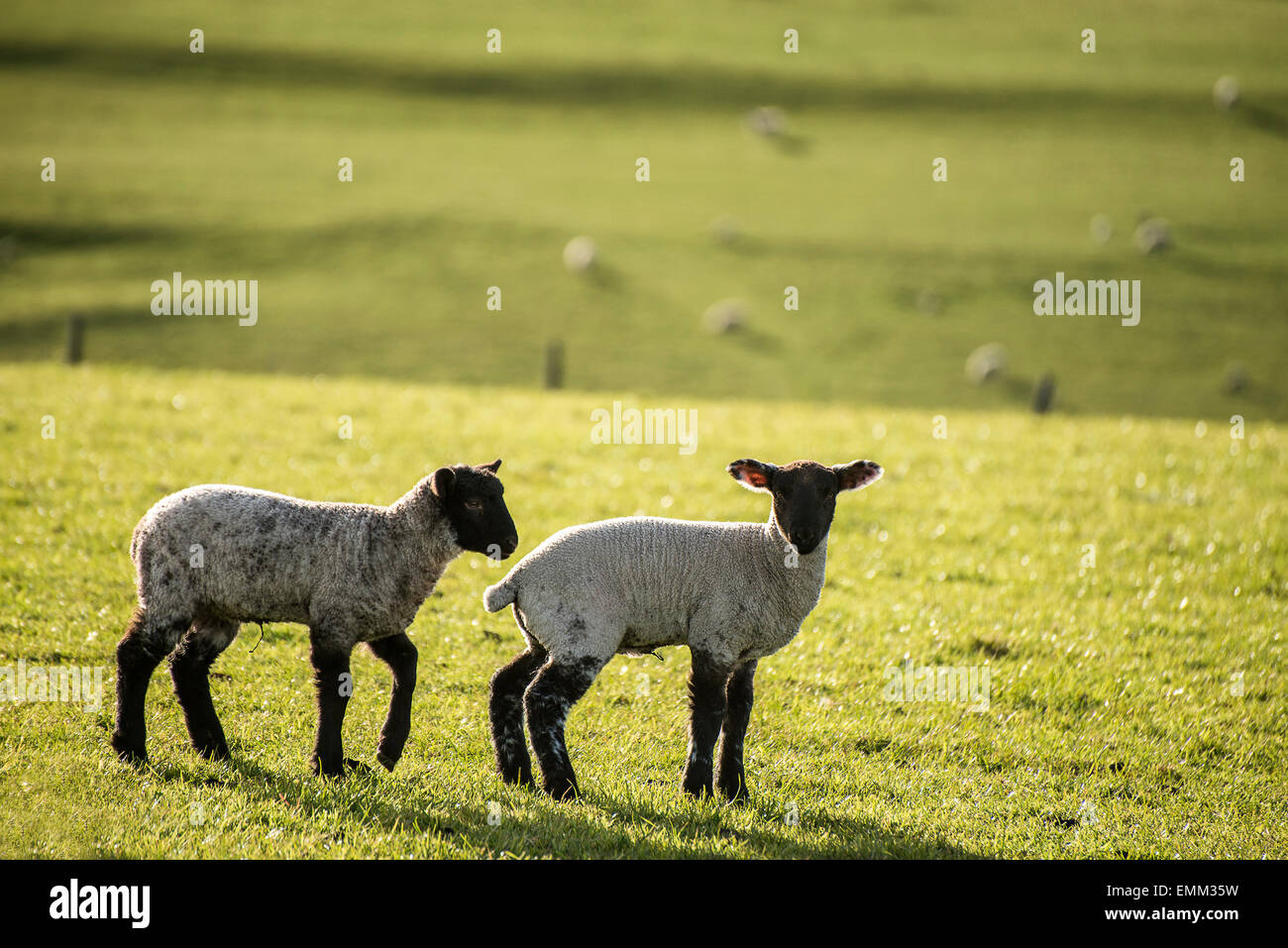 Beauitful landscape image of Spring lambs and sheep in fields during late evening light Stock Photo