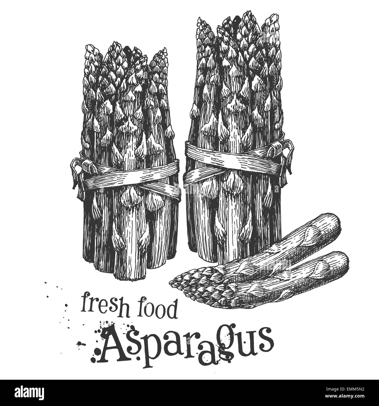asparagus on a white background. sketch Stock Photo