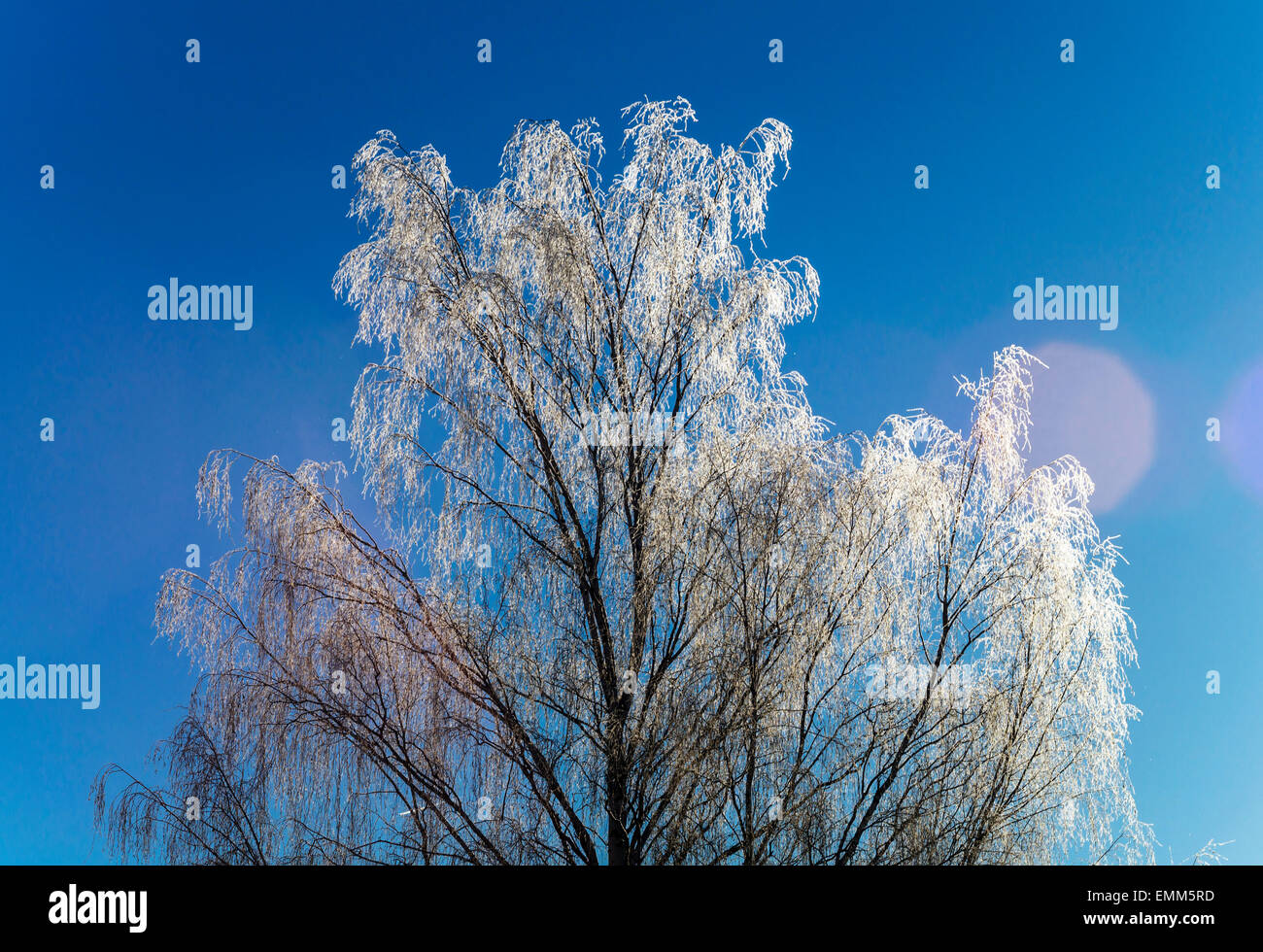 Winter landscape with frozen tree, sun and clear blue sky Stock Photo ...