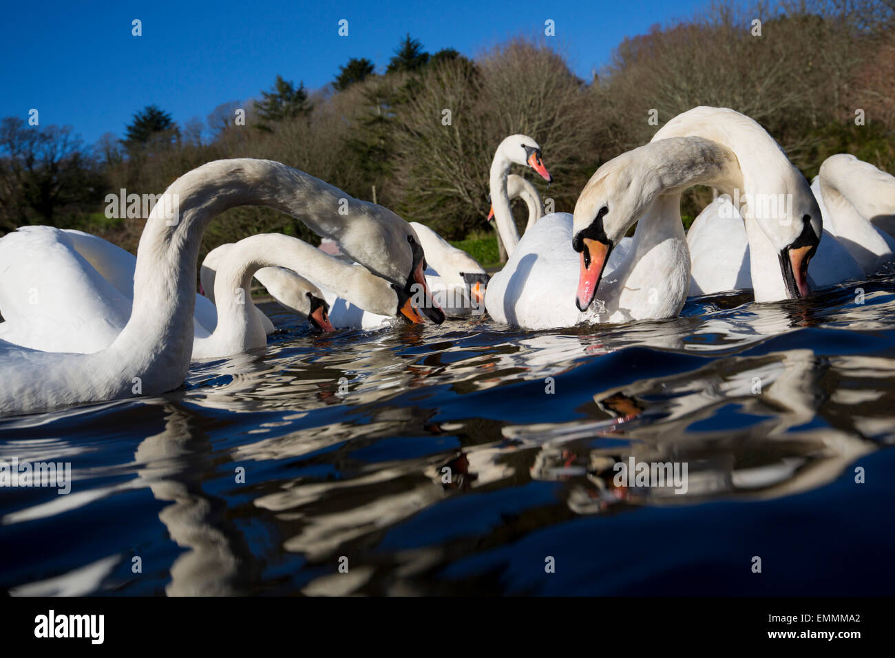Mute Swan; Cygnus olor Bevy; Feeding; Helston Boating Lake; Cornwall; UK Stock Photo