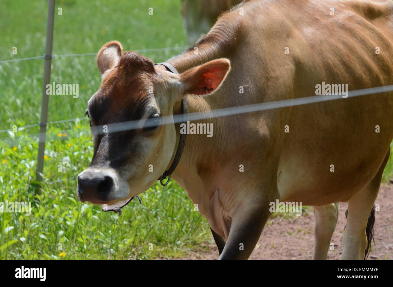 Brown jersey cow hi-res stock photography and images - Alamy