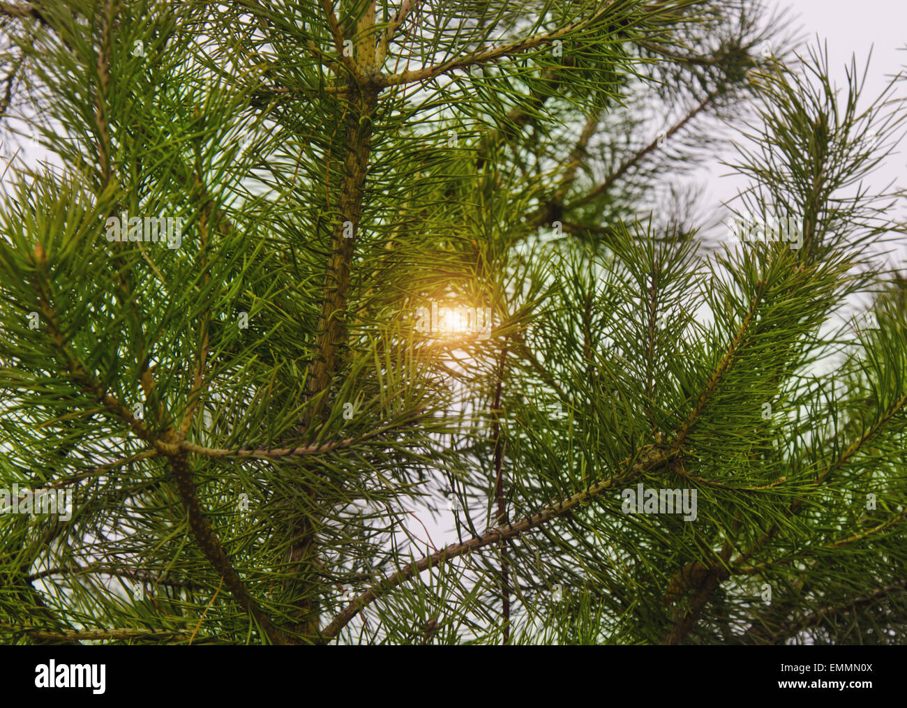 A green fir tree Stock Photo