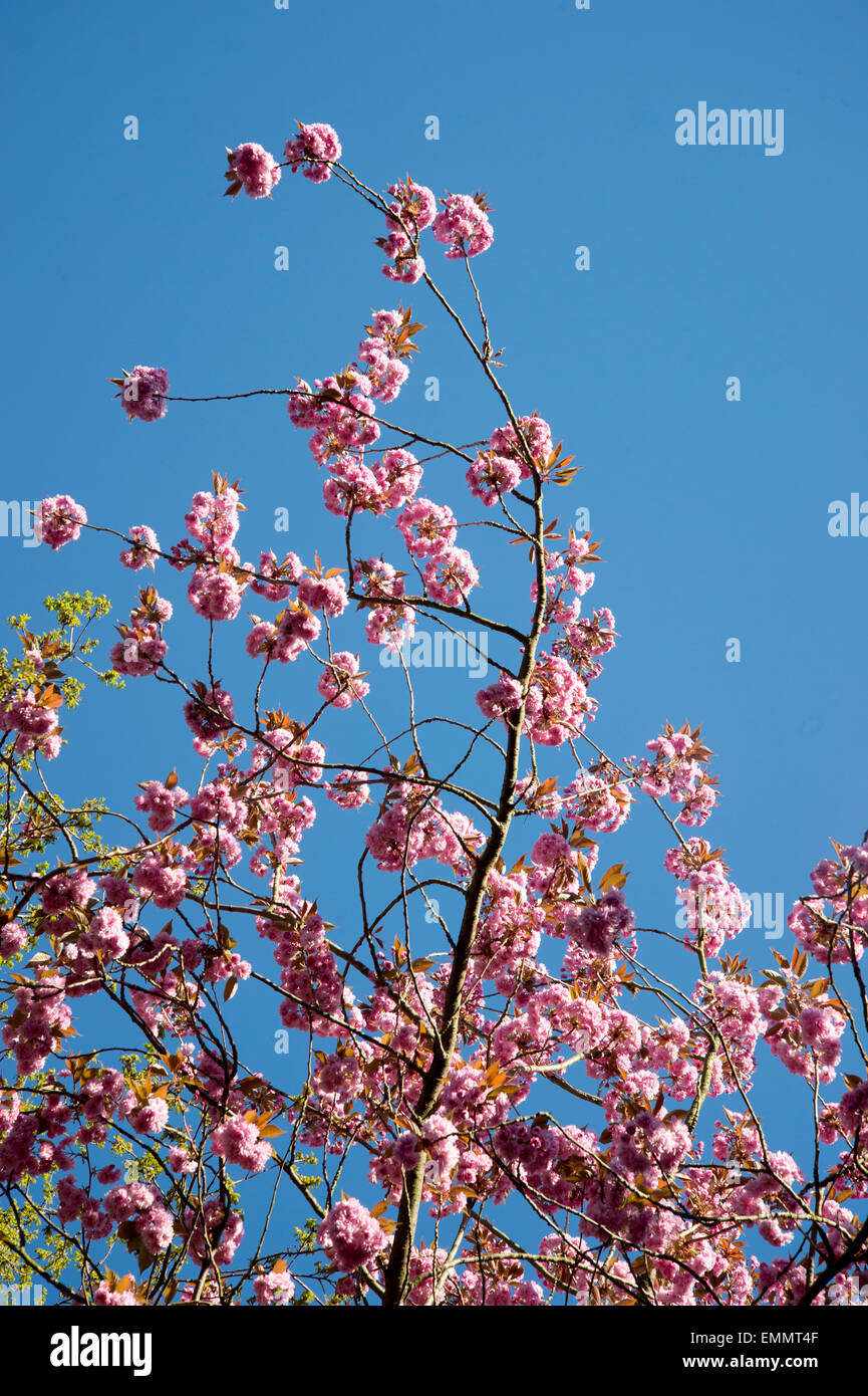 Hackney, London. Abney Road cemetery, Stoke Newington, Hackney. Pink cherry blossom against a blue sky Stock Photo