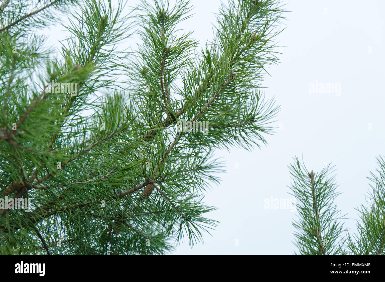 A fir tree Stock Photo