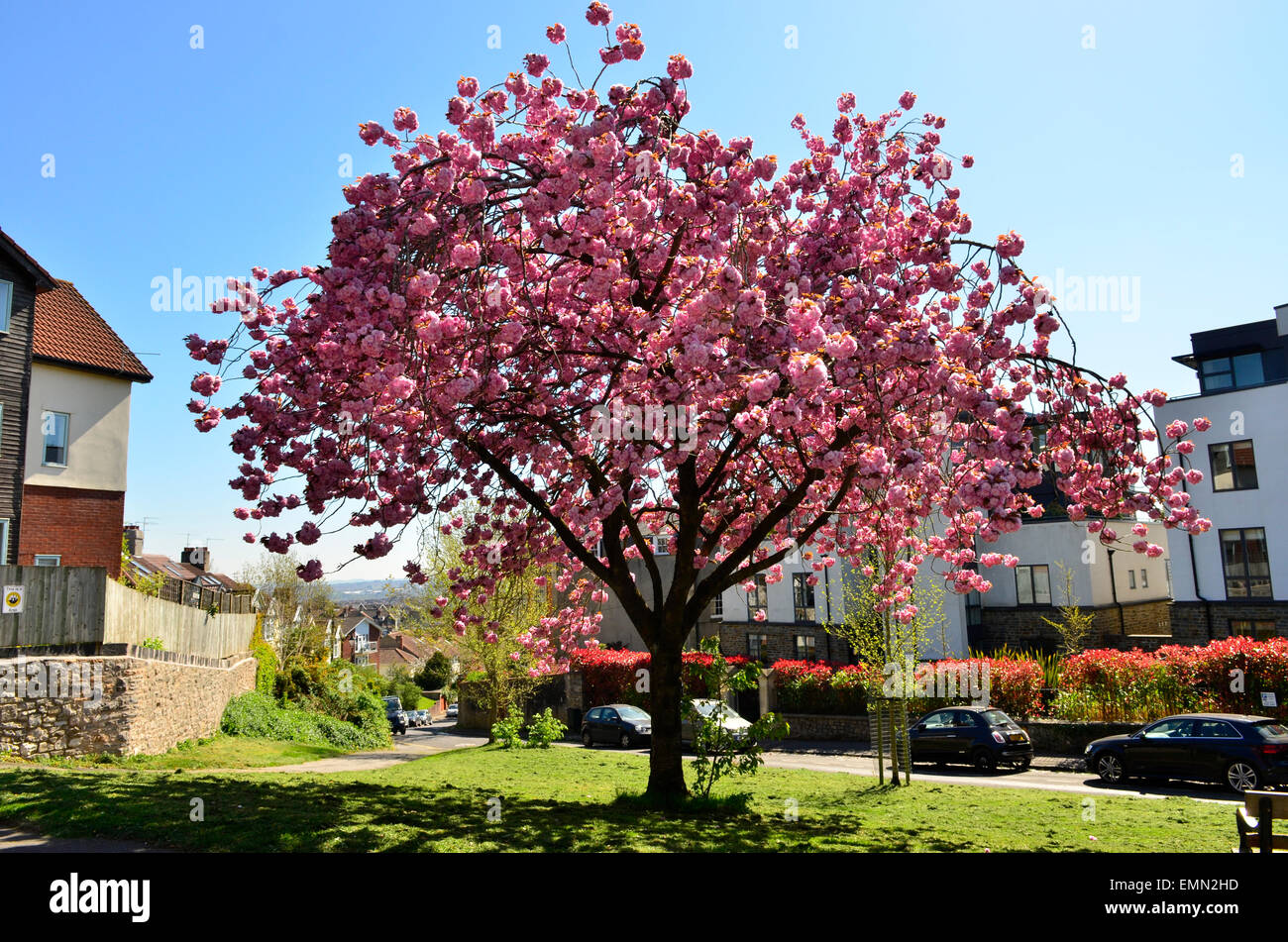 Bristol, UK. 22nd Apr, 2015. UK Weather Cherry Blossom tree in Bloom