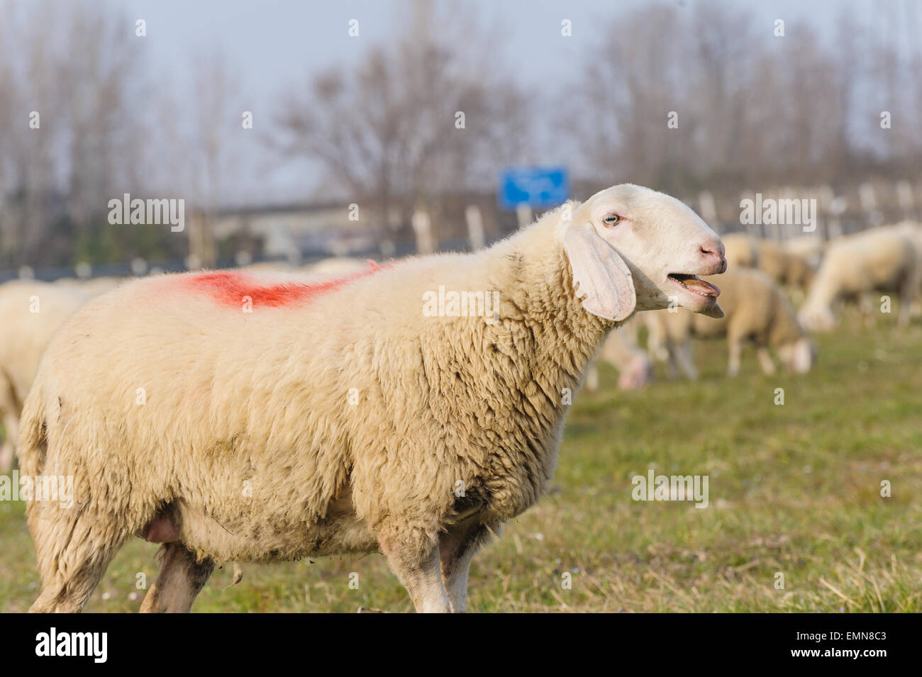 Portrait of beautiful sheep that is calling the lamb Stock Photo - Alamy