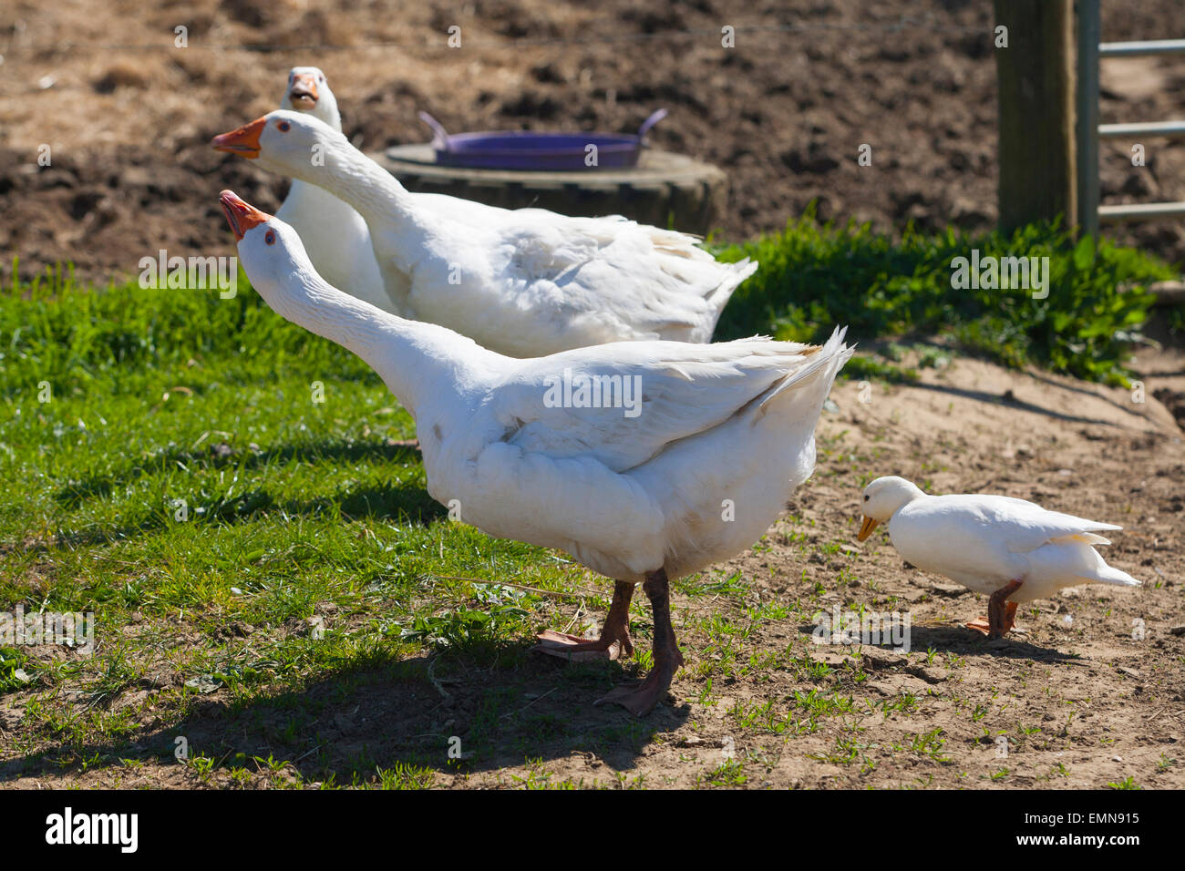 Geese, Goose, agressive, confrontational, angry, dispaly, chase, duck, Isle of Wight Stock Photo