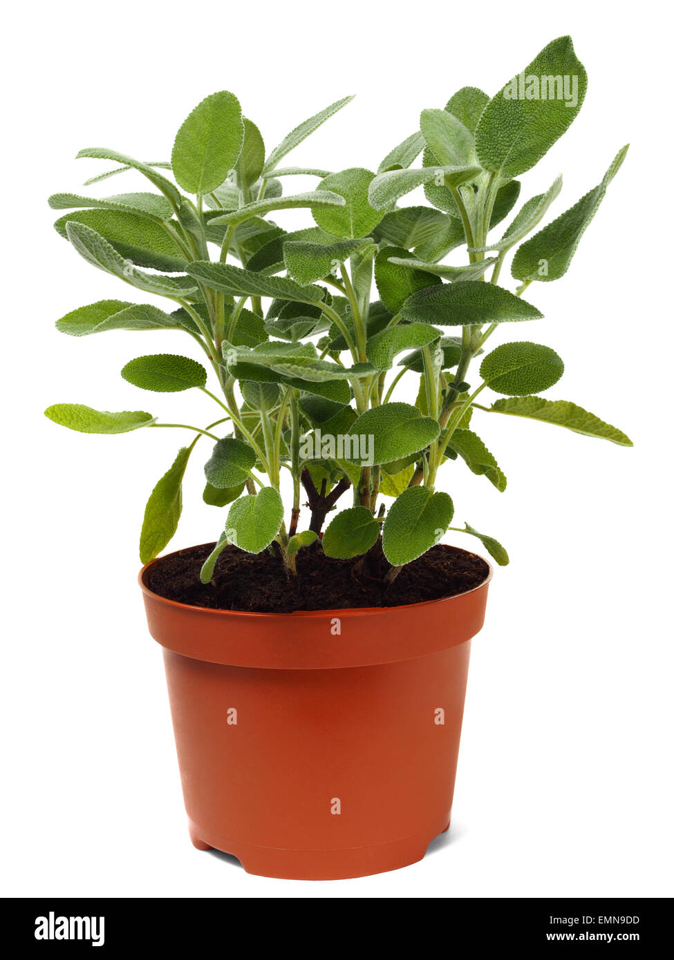 Garden sage in flower pot Stock Photo