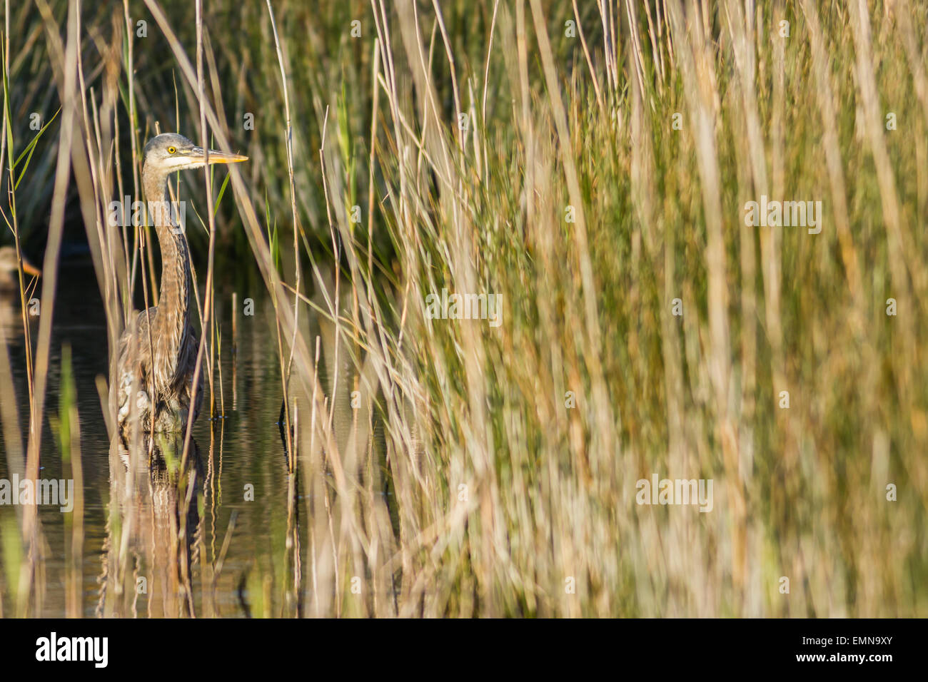 A bird watching mega, in the form of a great blue heron, the second record for the UK, turns up on Lower Moors, Isles of Scilly, Stock Photo