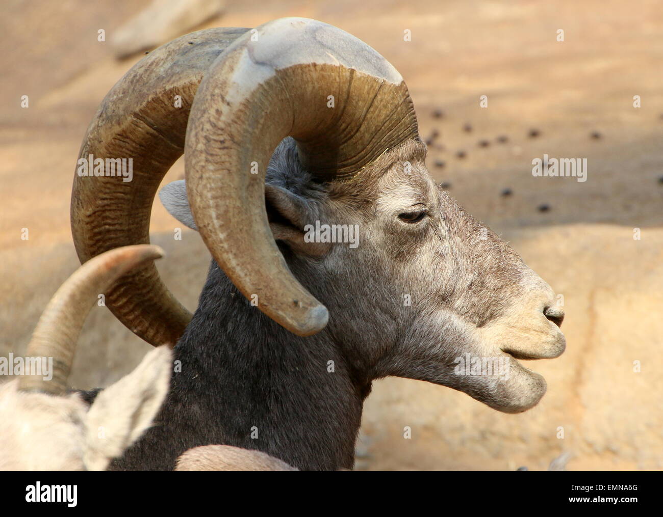 Male Bighorn sheep (Ovis canadensis) seen in profile Stock Photo Alamy