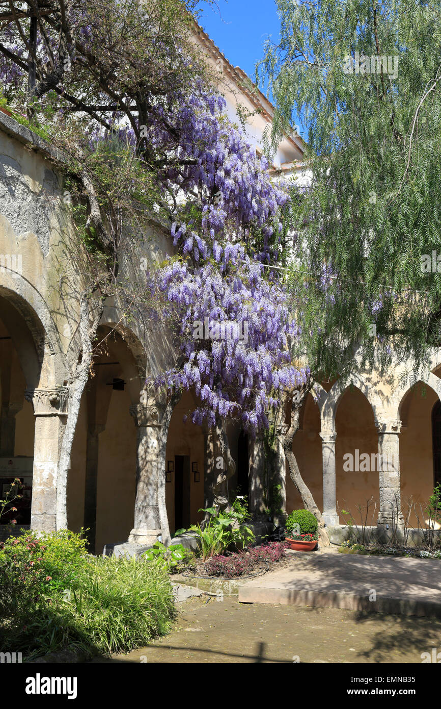 wisteria pflanzen kaufen Produktive violette Glyzinie