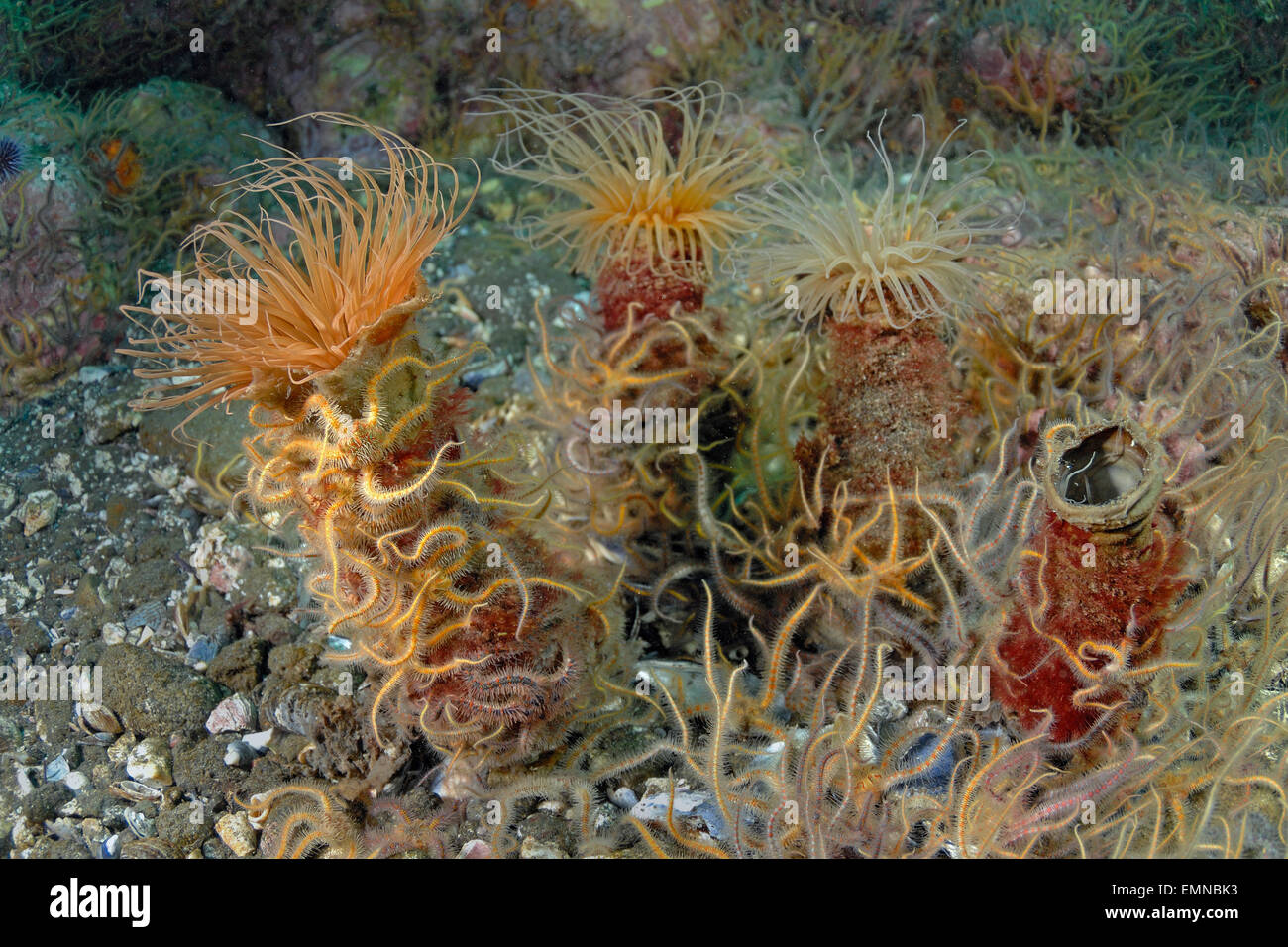 Deep Water Brittle Stars, Ophiothrix spiculata, Anacapa Island ...